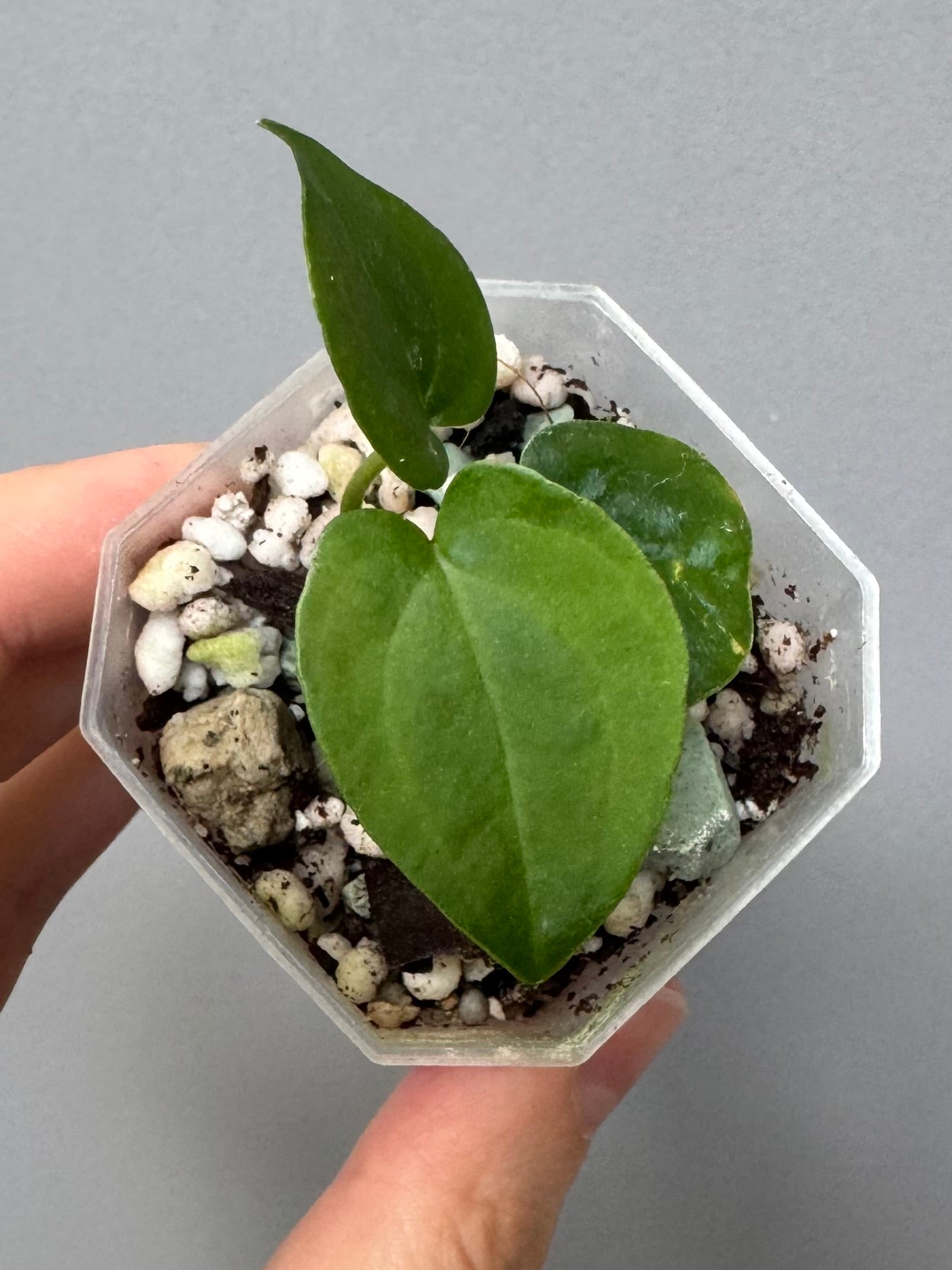 Midnight Velvet ‚Deep Ruby‘ clone