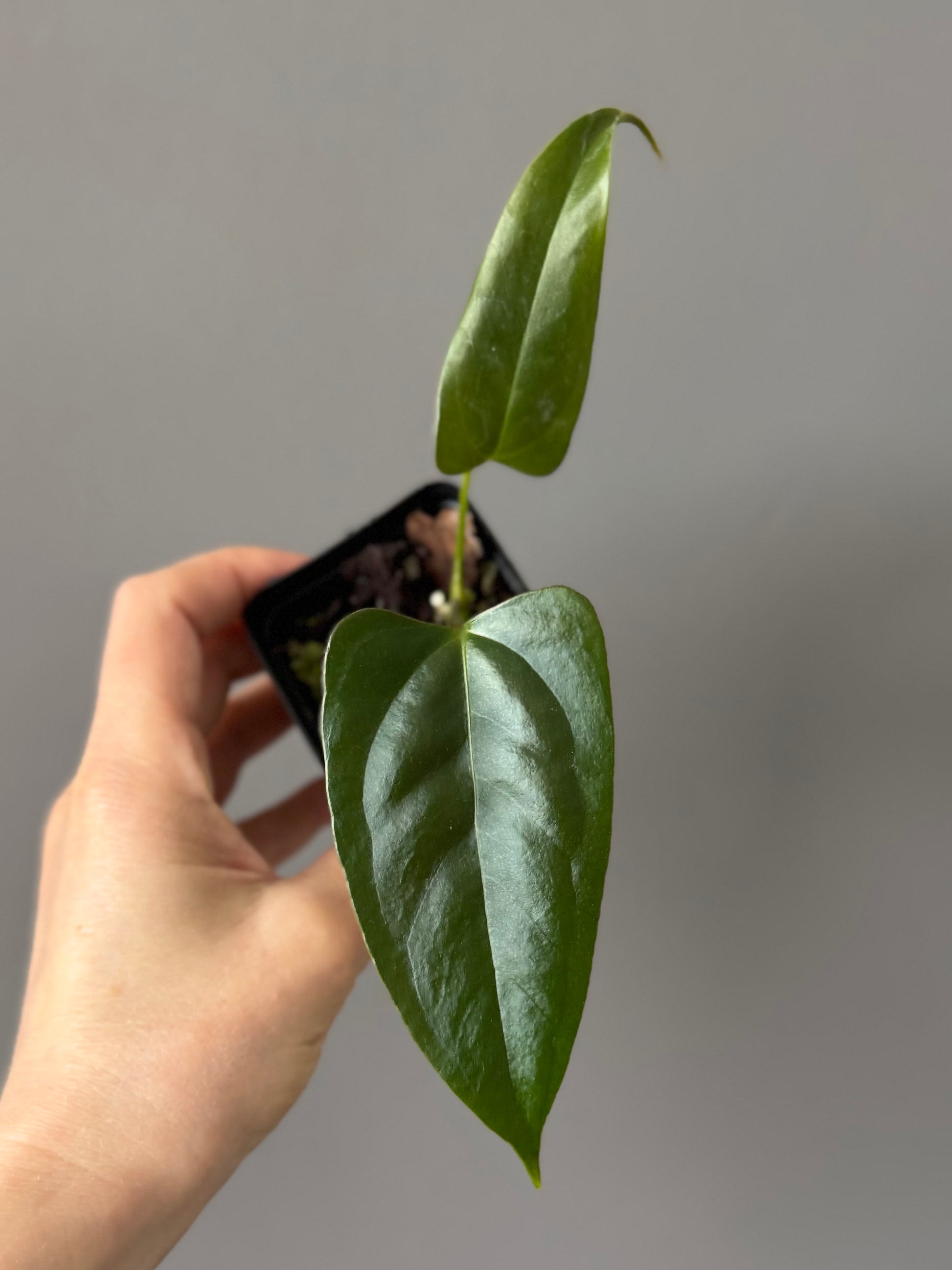 Anthurium Subsignatum x papillilaminum ‚Marie‘