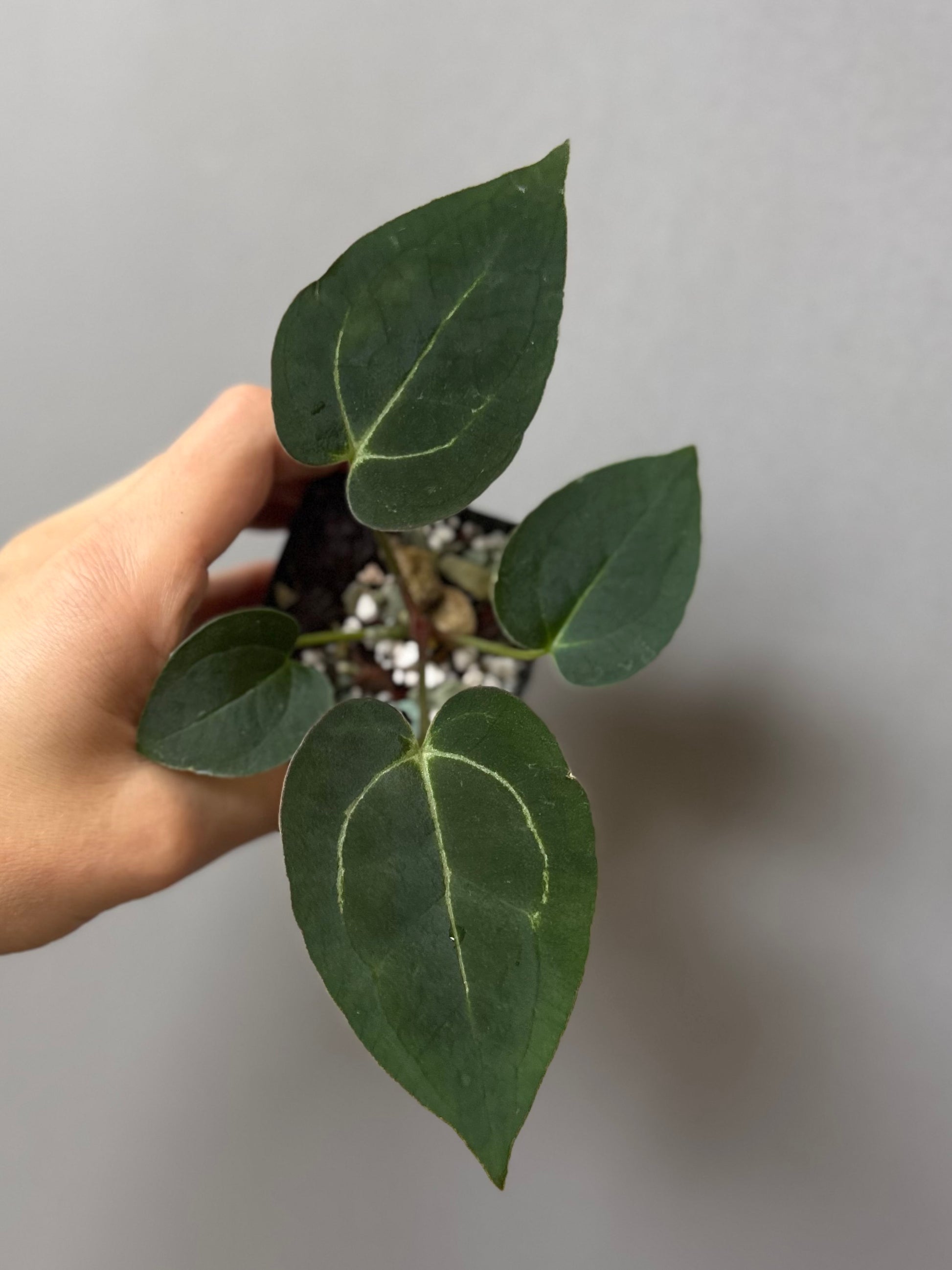 Anthurium (AOS x forgetii) x (NSE Red Crystallinum x Carlablackiae)