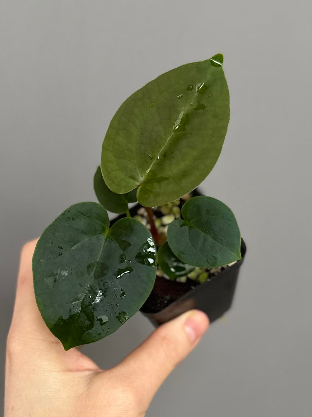 Anthurium (AOS x forgetii) x (NSE Red Crystallinum x Carlablackiae)