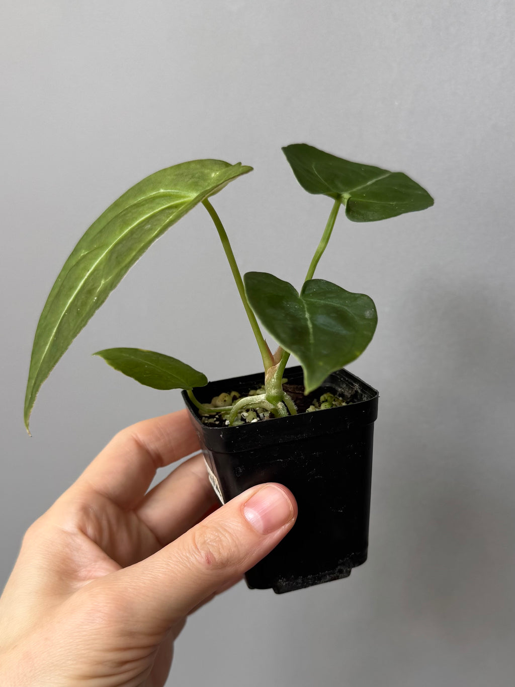 Anthurium forgetii (White Stripes x Dark Form)