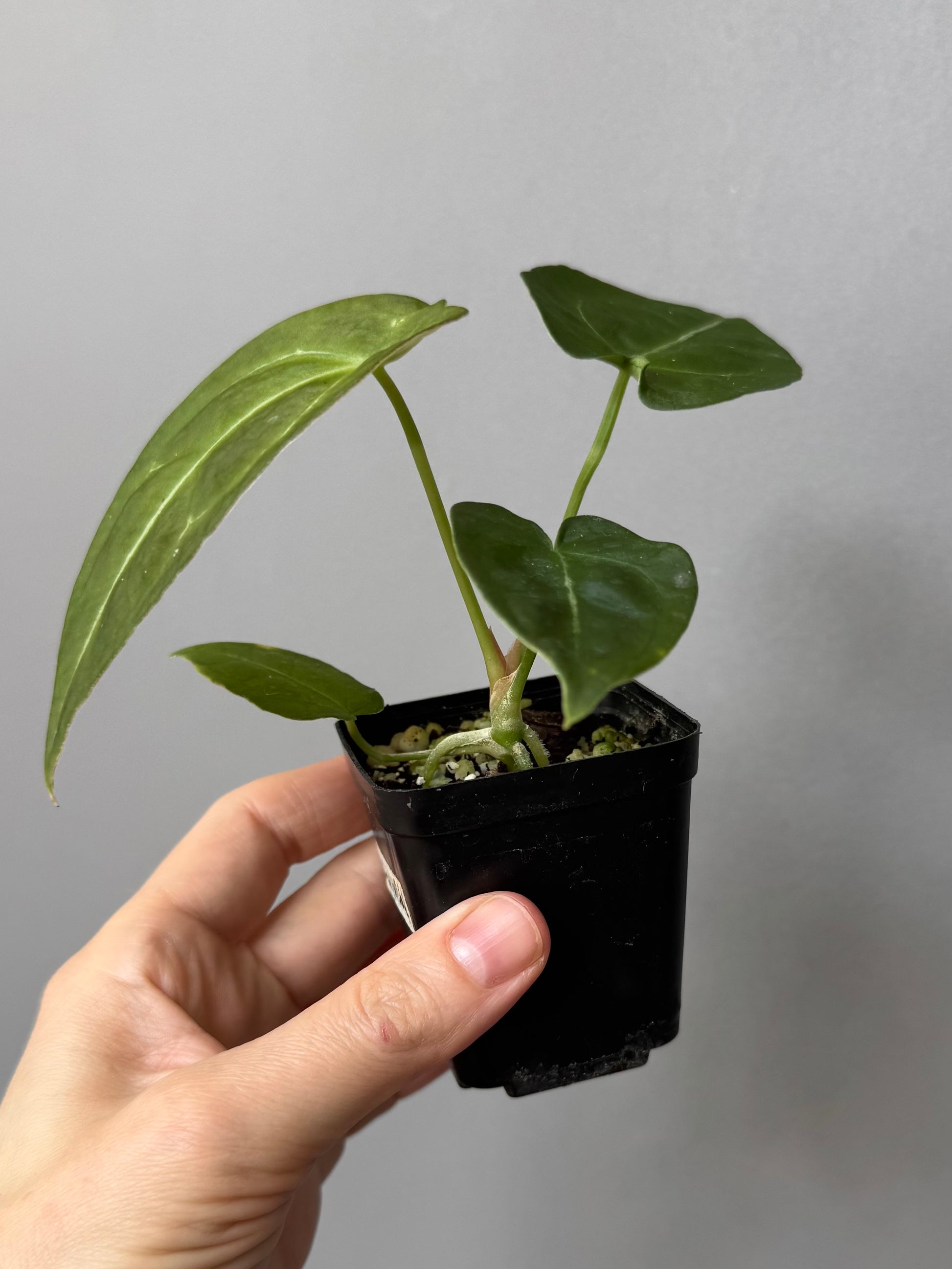 Anthurium forgetii (White Stripes x Dark Form)