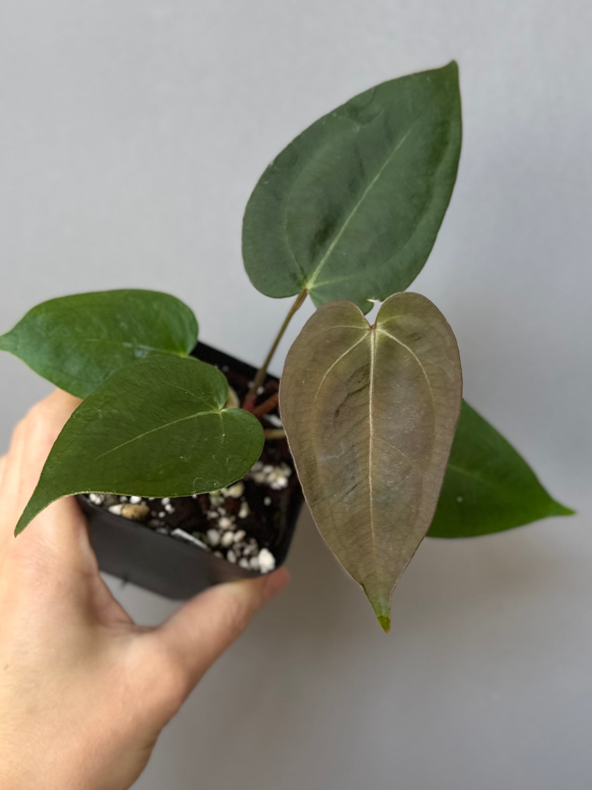 Anthurium (PapillilaminumX x (KOS x Silver Blush)) X (NSE Red Crystallinum x carlablackiae)