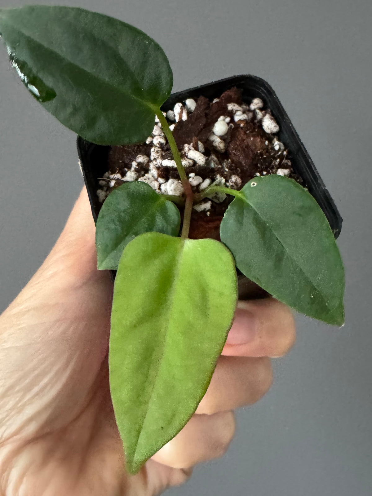 Anthurium Mr. Worldwide x (RG dress x Carla ‘Amanda’) (#2)