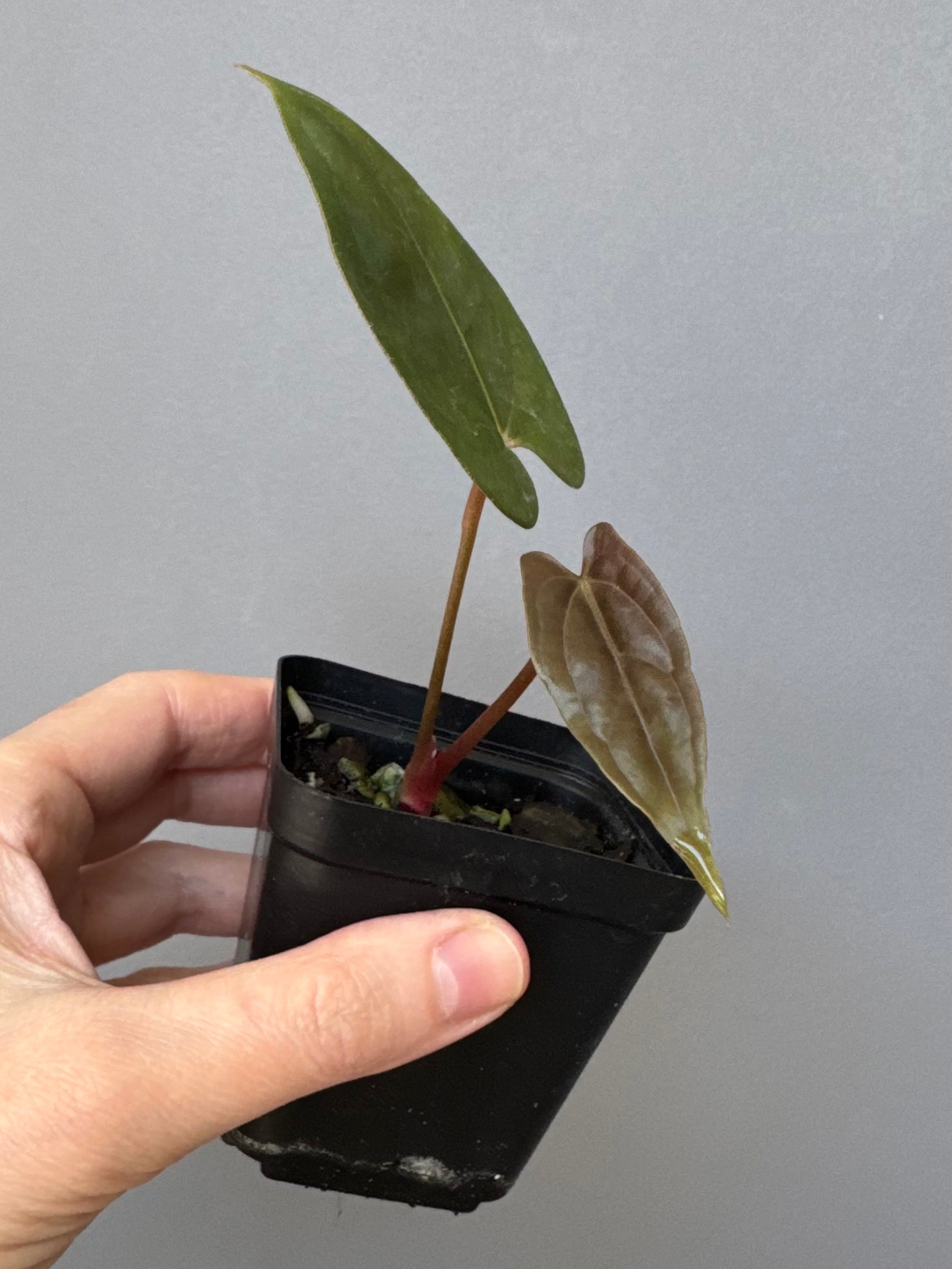 Anthurium Papillilaminum ‘Daniel’ Klon