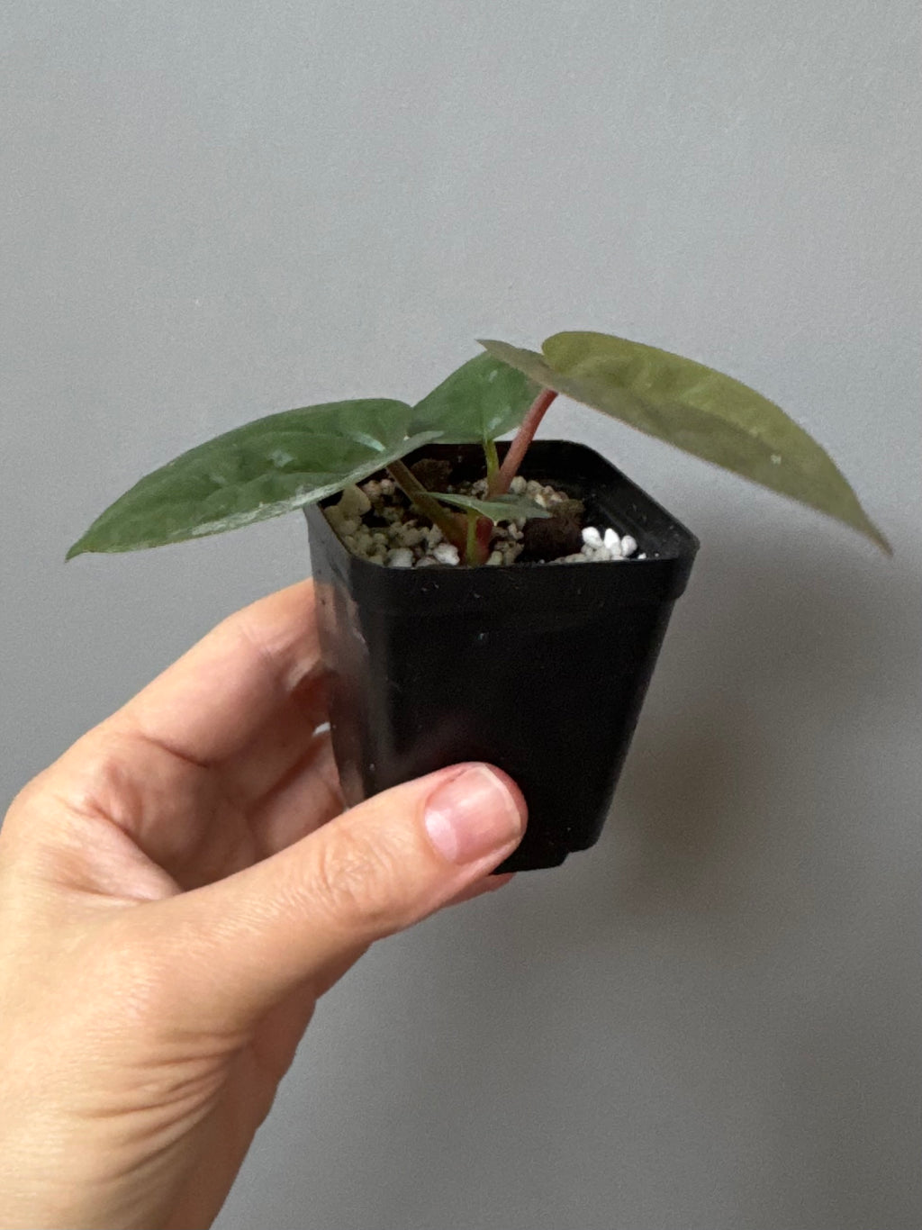 Anthurium ZxM x luxurians