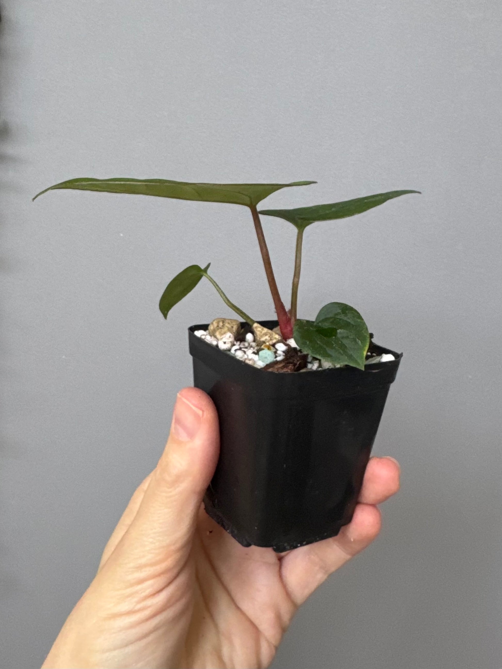 Anthurium (AOS x Carla) x RVDP