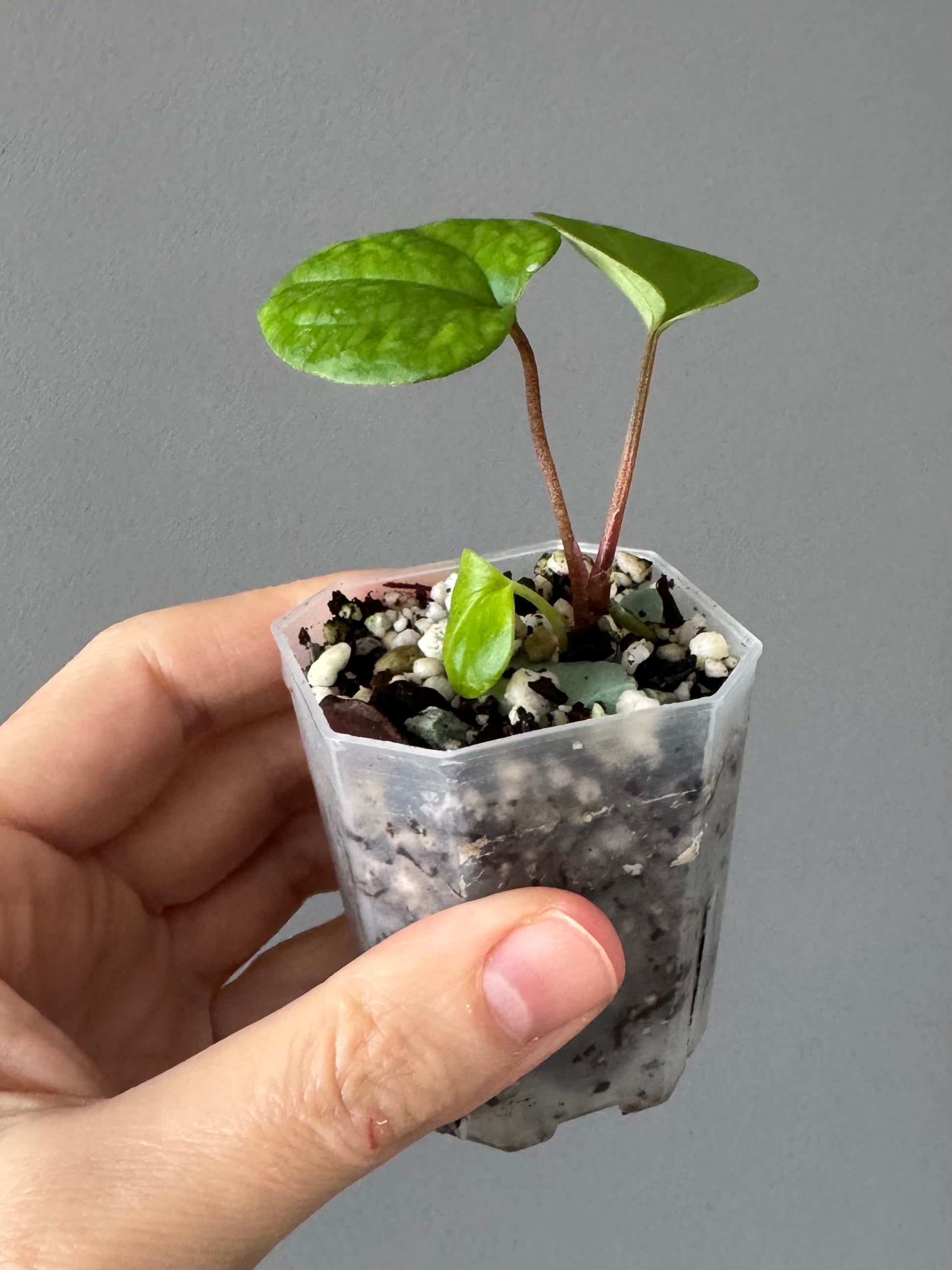 Anthurium RVDP - Red Vein Dark Phoenix - Klon