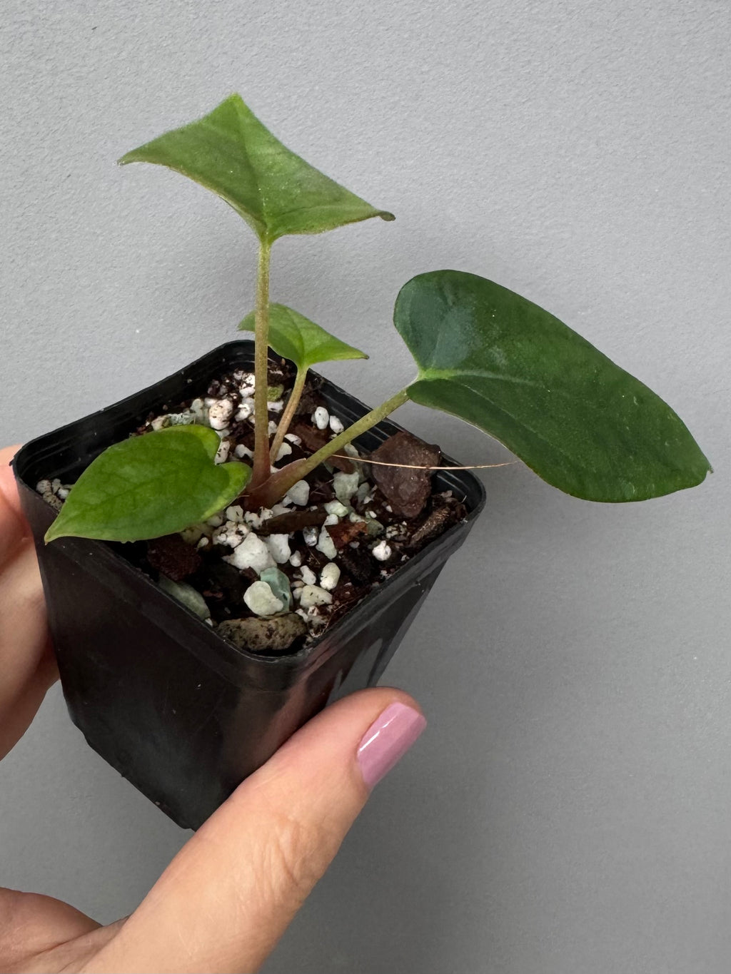 Anthurium Antolakii/ BVEP (Round x Felix) X Felix (Justin Jones / createdinagarden)