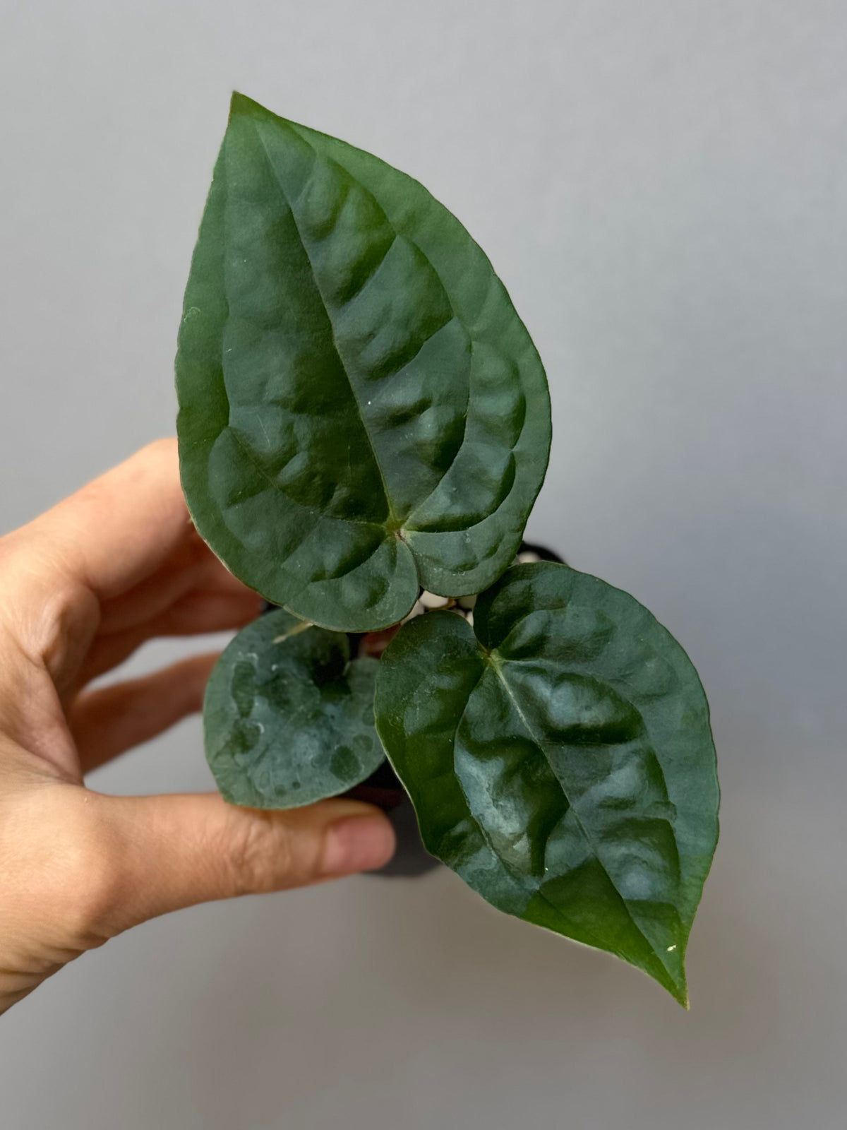Anthurium ZxM x luxurians