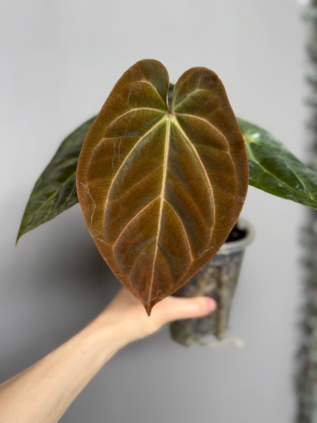 Anthurium NoID x besseae aff. long