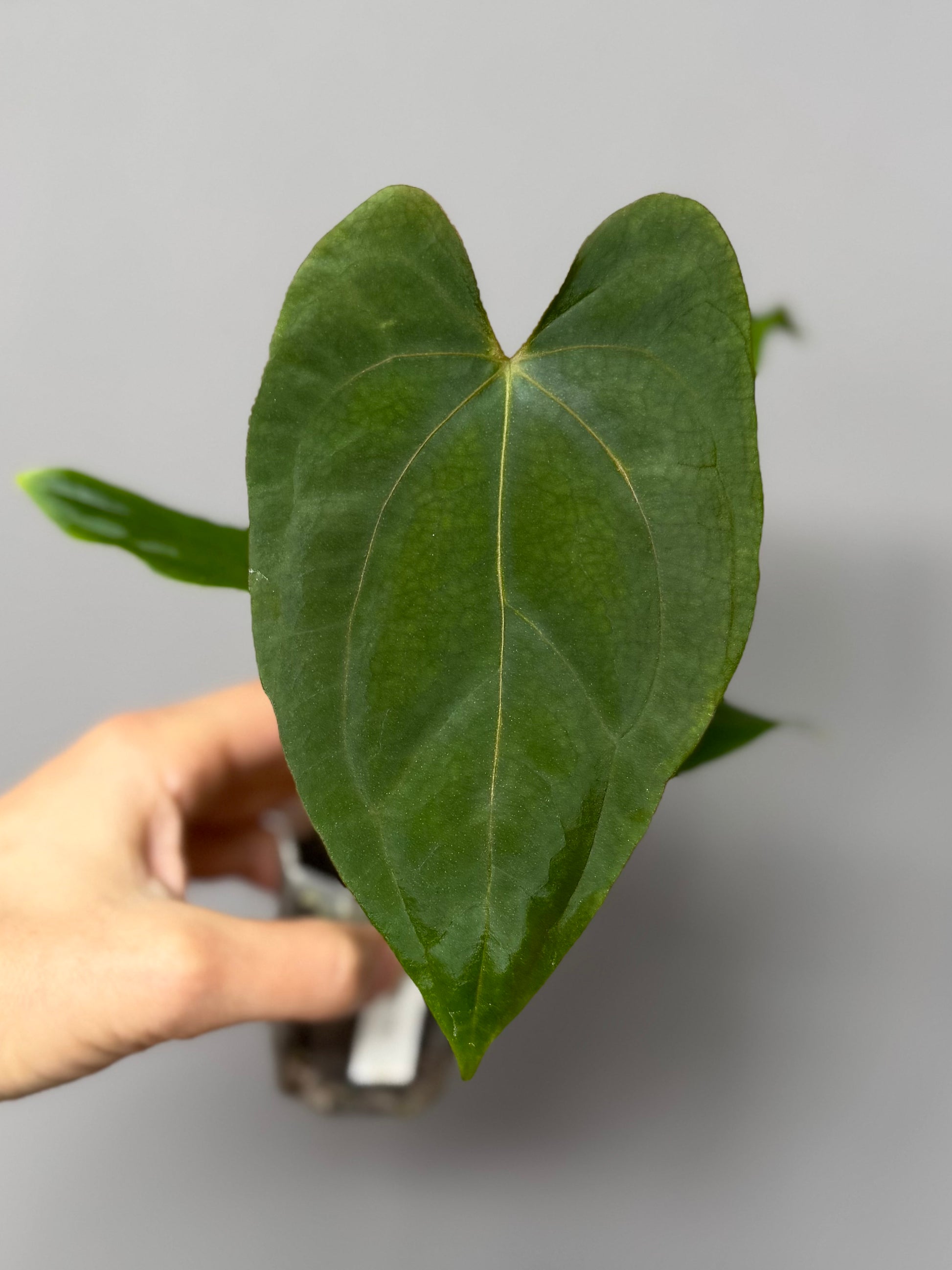 Anthurium dressleri x papillilaminum 'Daniel'