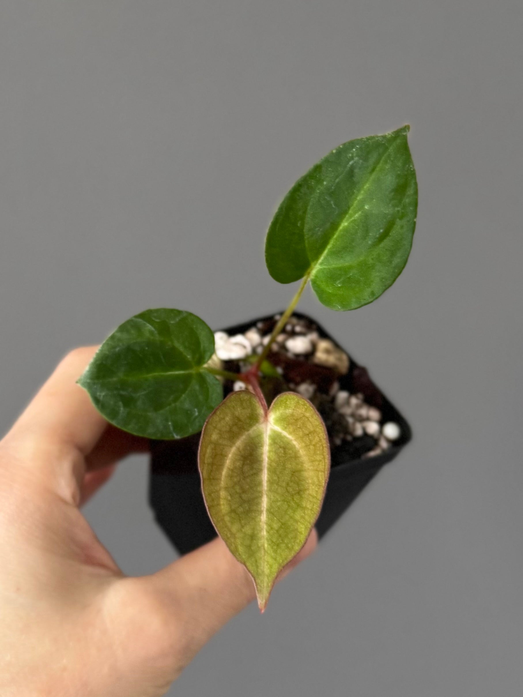 Anthurium NoID