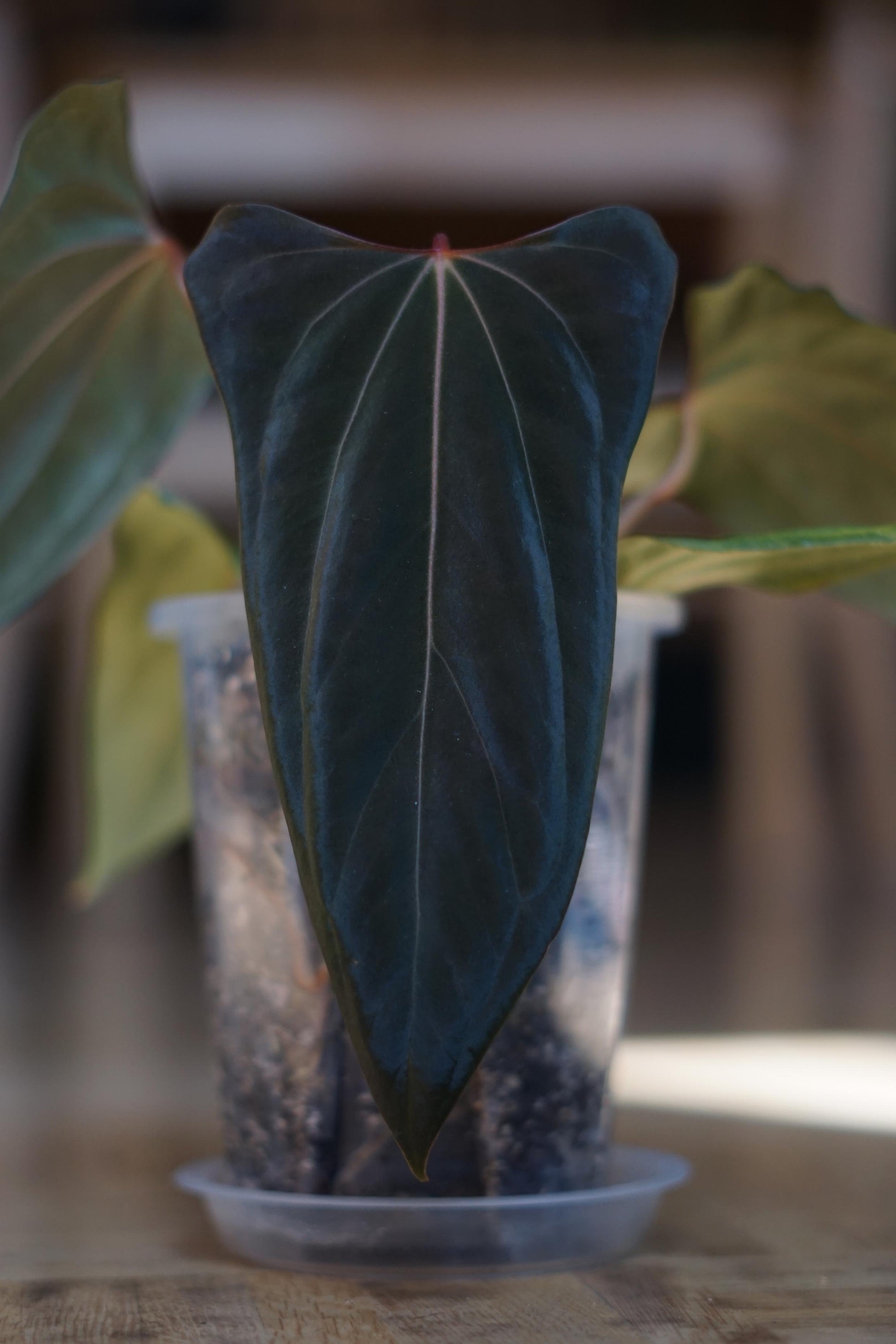 *NEW* Anthurium (Carla x Kunayalense #1) x (RLFS x Mr. Worldwide)