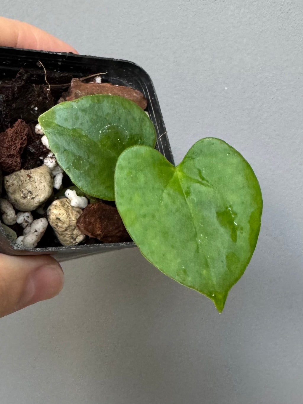 Anthurium papillilaminum Fort Sherman x RVDP (FSxRVDP)