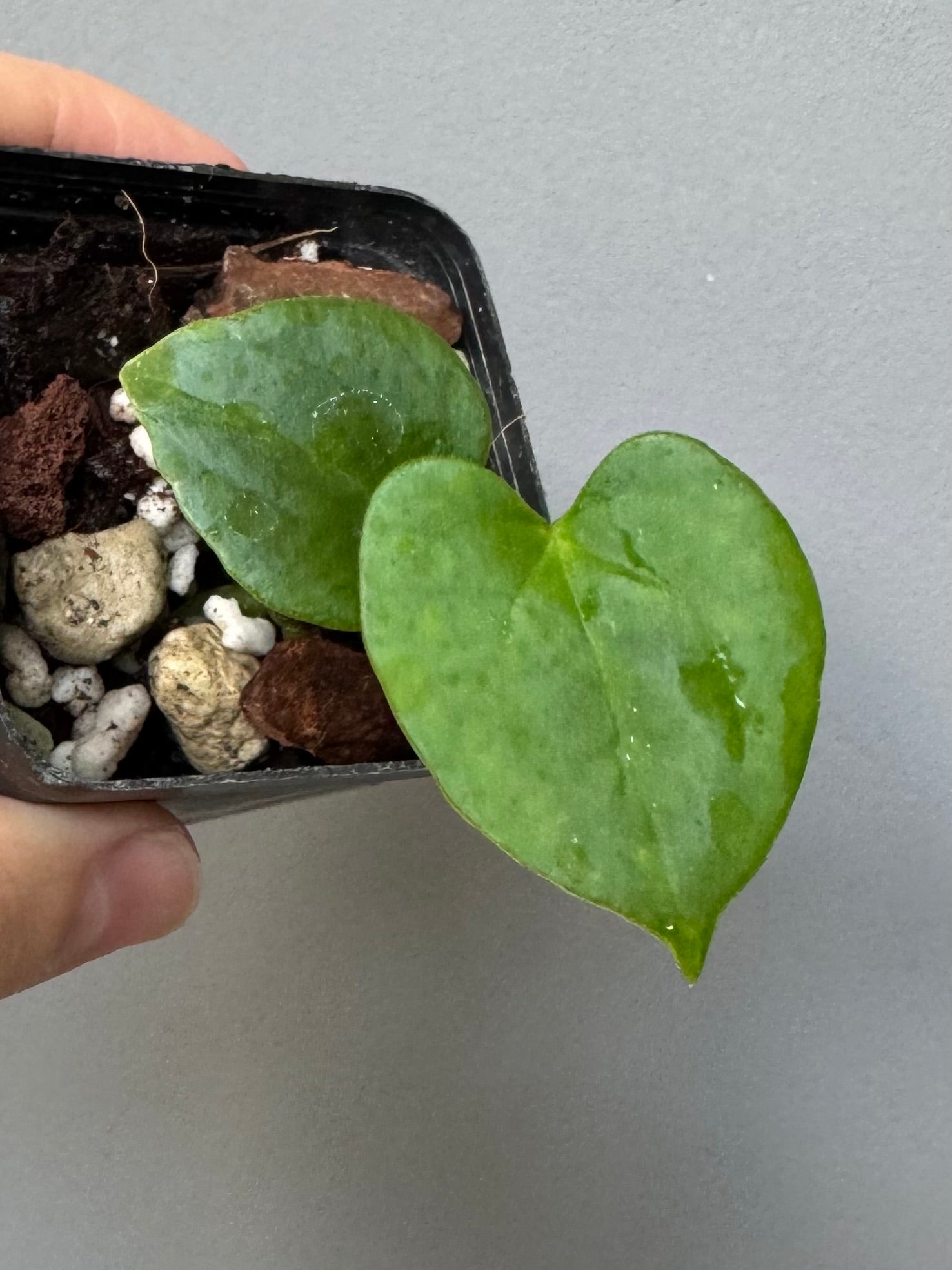 Anthurium papillilaminum Fort Sherman x RVDP (FSxRVDP)