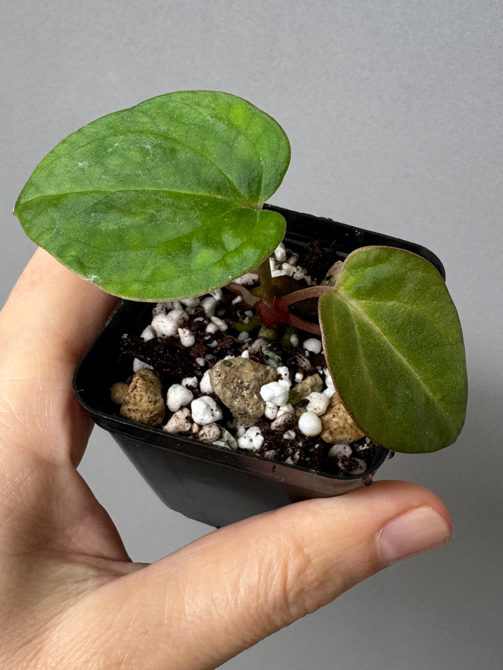 Anthurium NSE Carlablackiae x kunayalense (#2) cutting