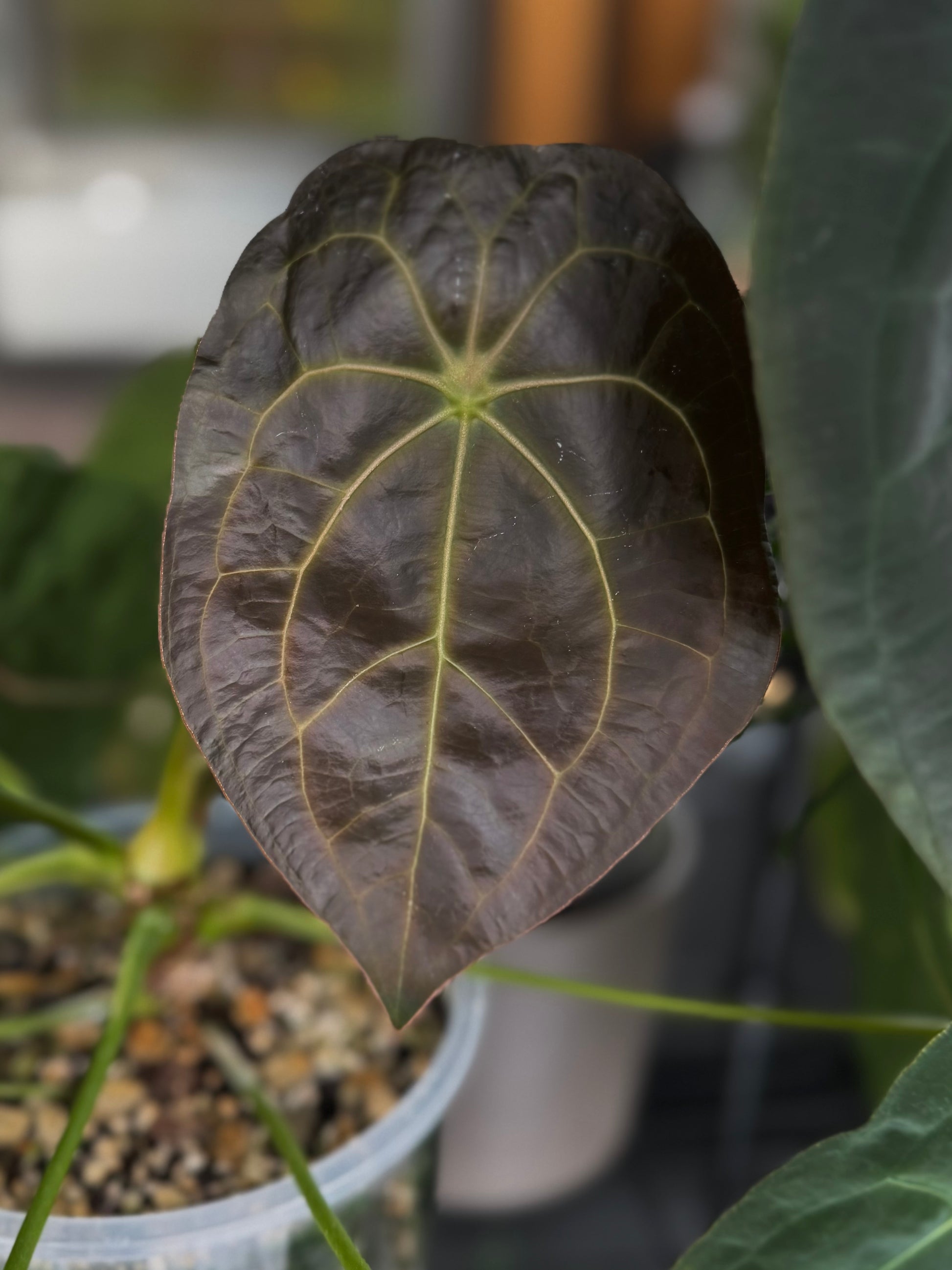 Anthurium AOS x forgetii dark