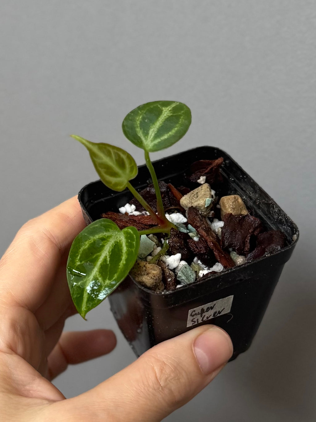 Anthurium Super Silver