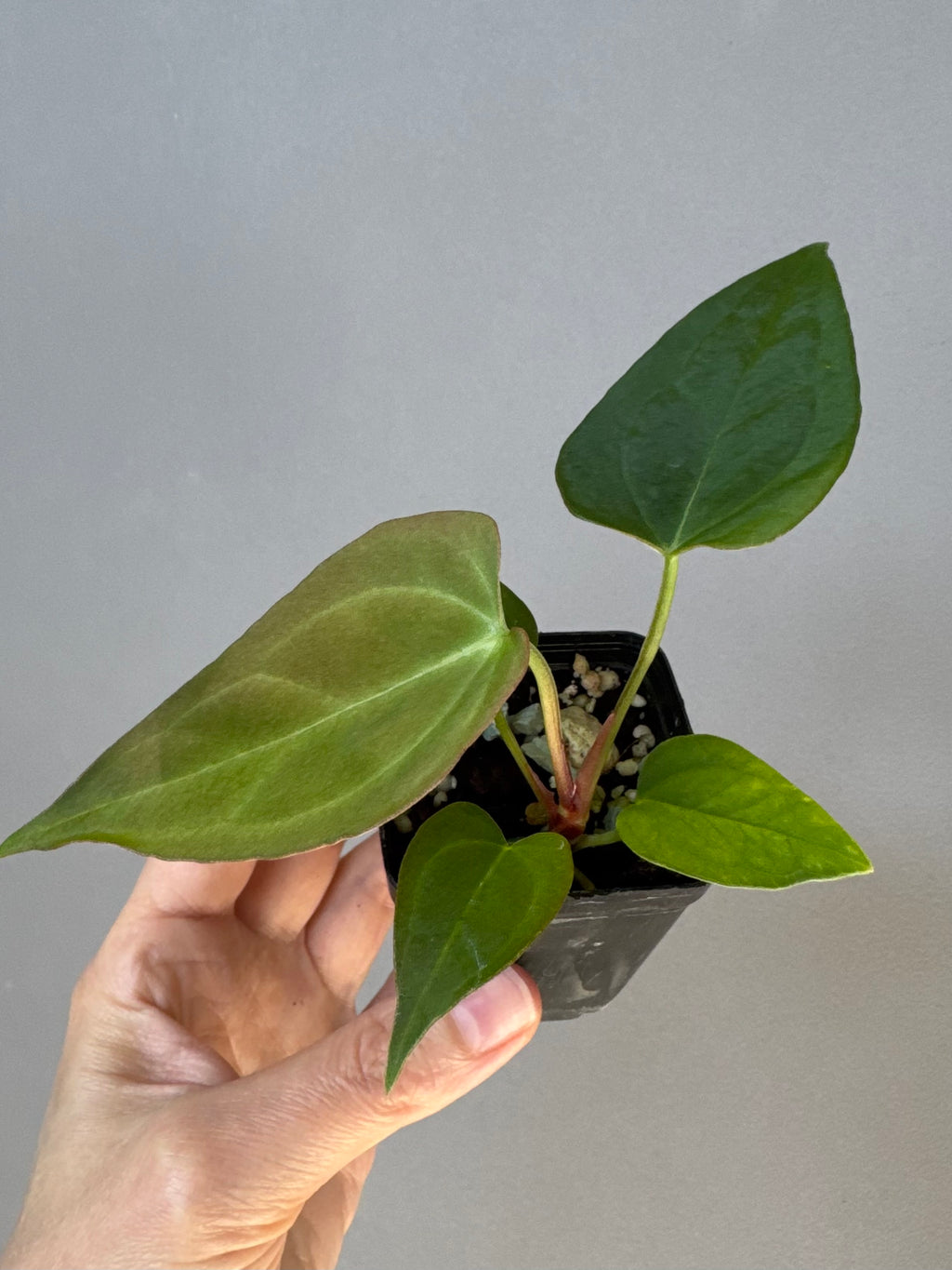 Anthurium Papillilaminum Hybrid xself