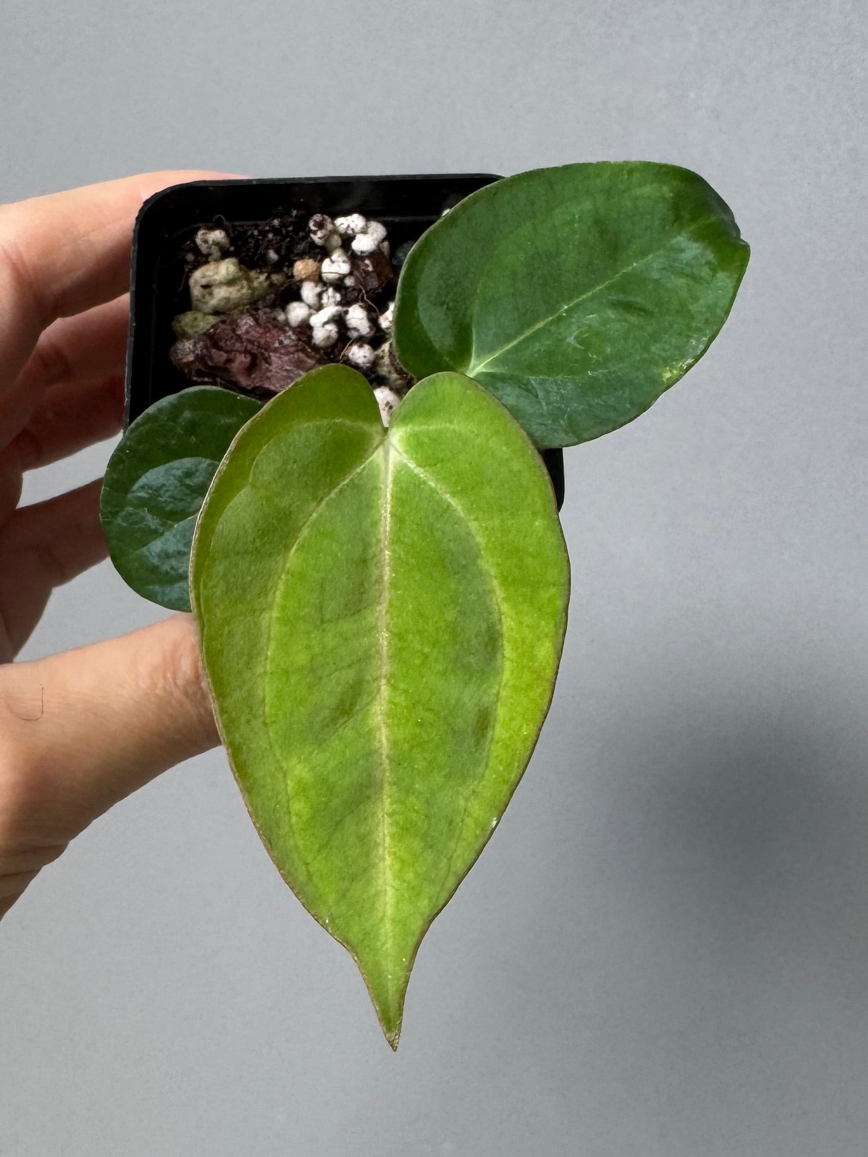 Anthurium ((RG DressleriCarla Amanda) x BVEP)) x Carla 5x10