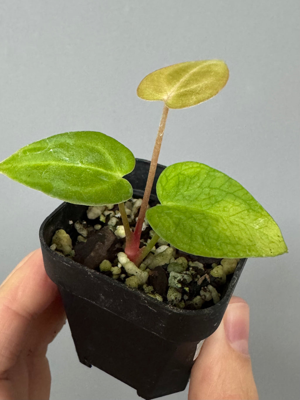 Anthurium forgetii x carlablackiae