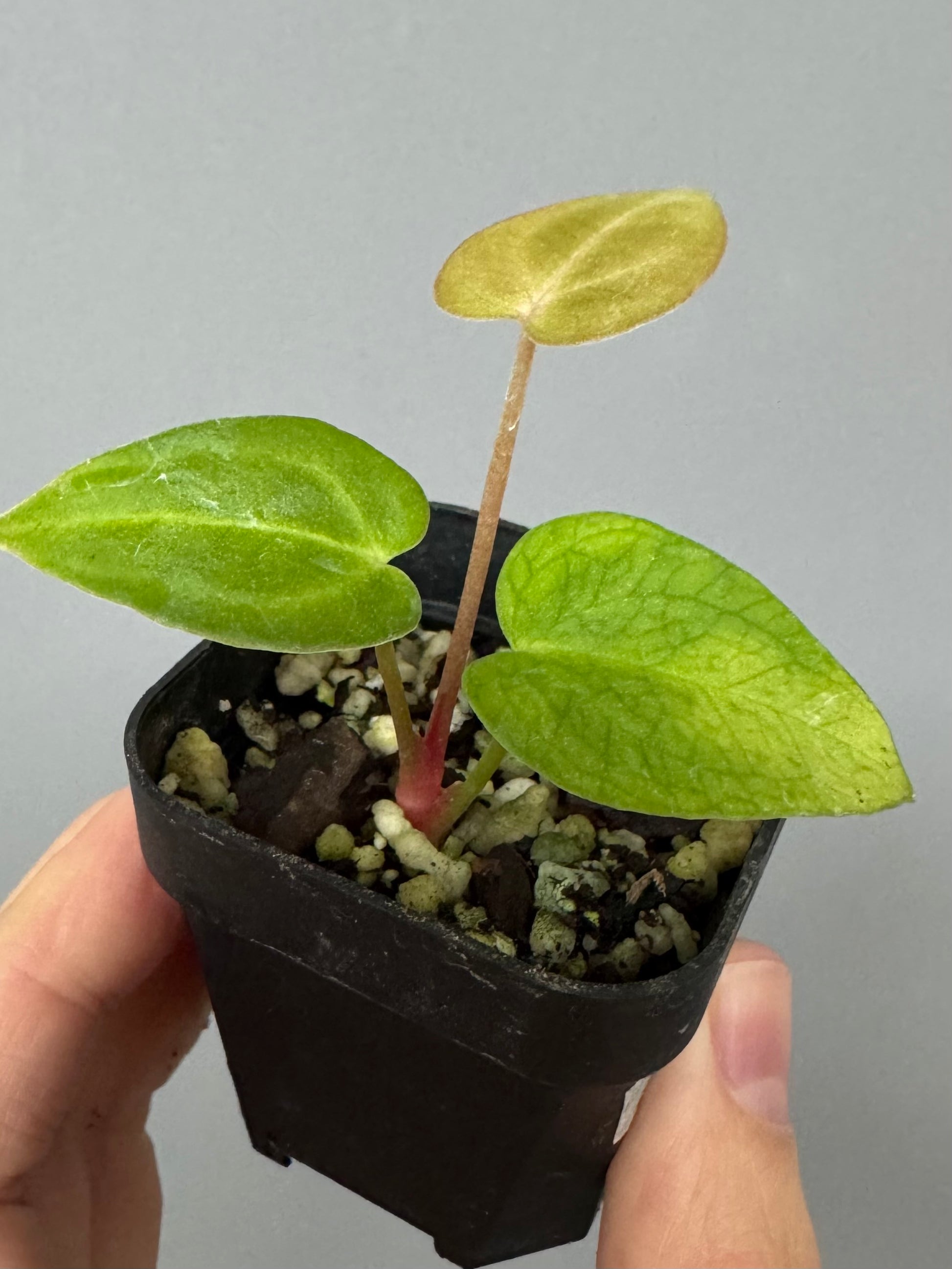 Anthurium forgetii x carlablackiae