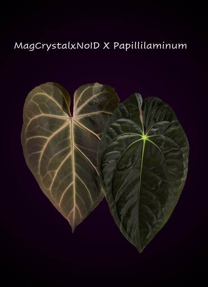 Anthurium ((magnificum x crystallinum) x NoID) x Papillilaminum
