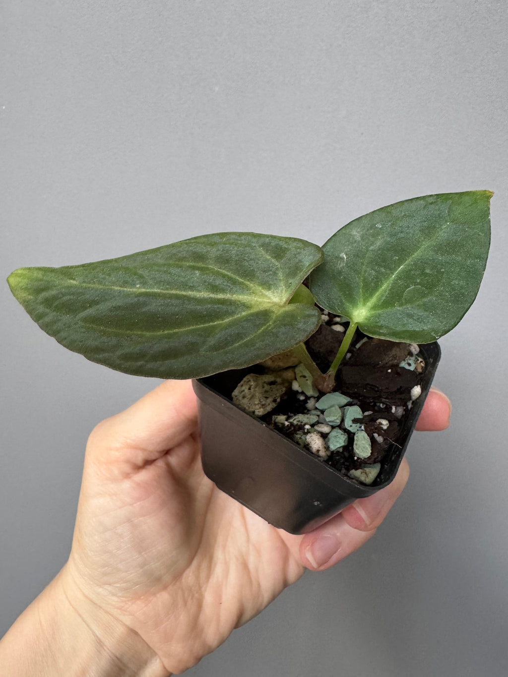 Anthurium ((RG Dressleri x Carlablackiae)xBVEP) X Carlablackiae C1