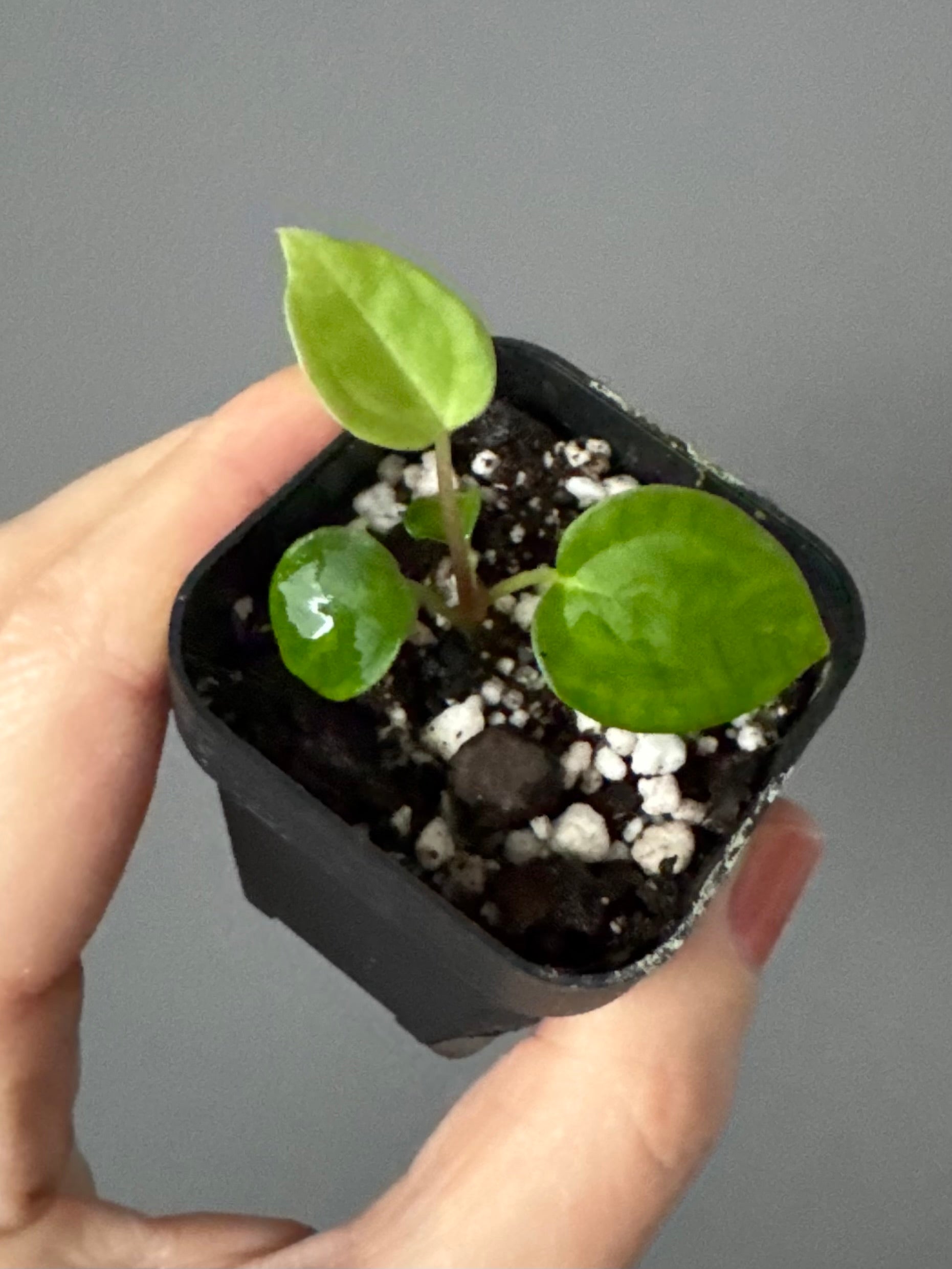 Anthurium Besseae aff. x warocqueanum