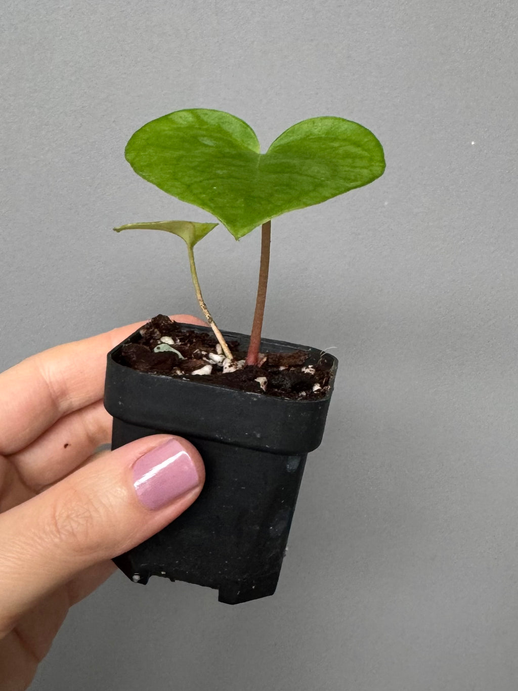 Papillilaminum T6xT7