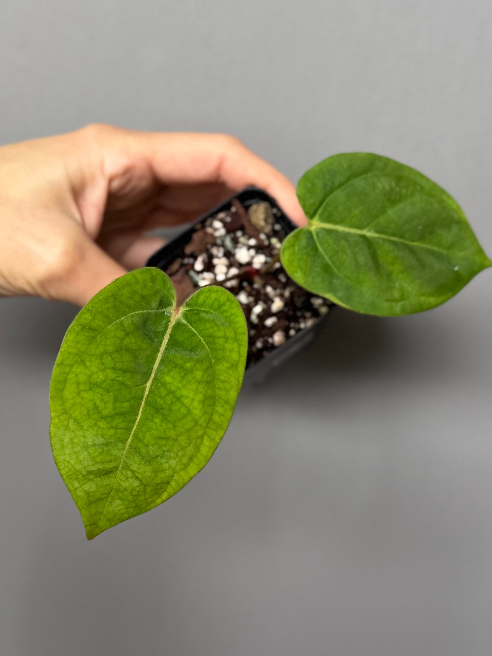 Anthurium NoID x besseae aff. long