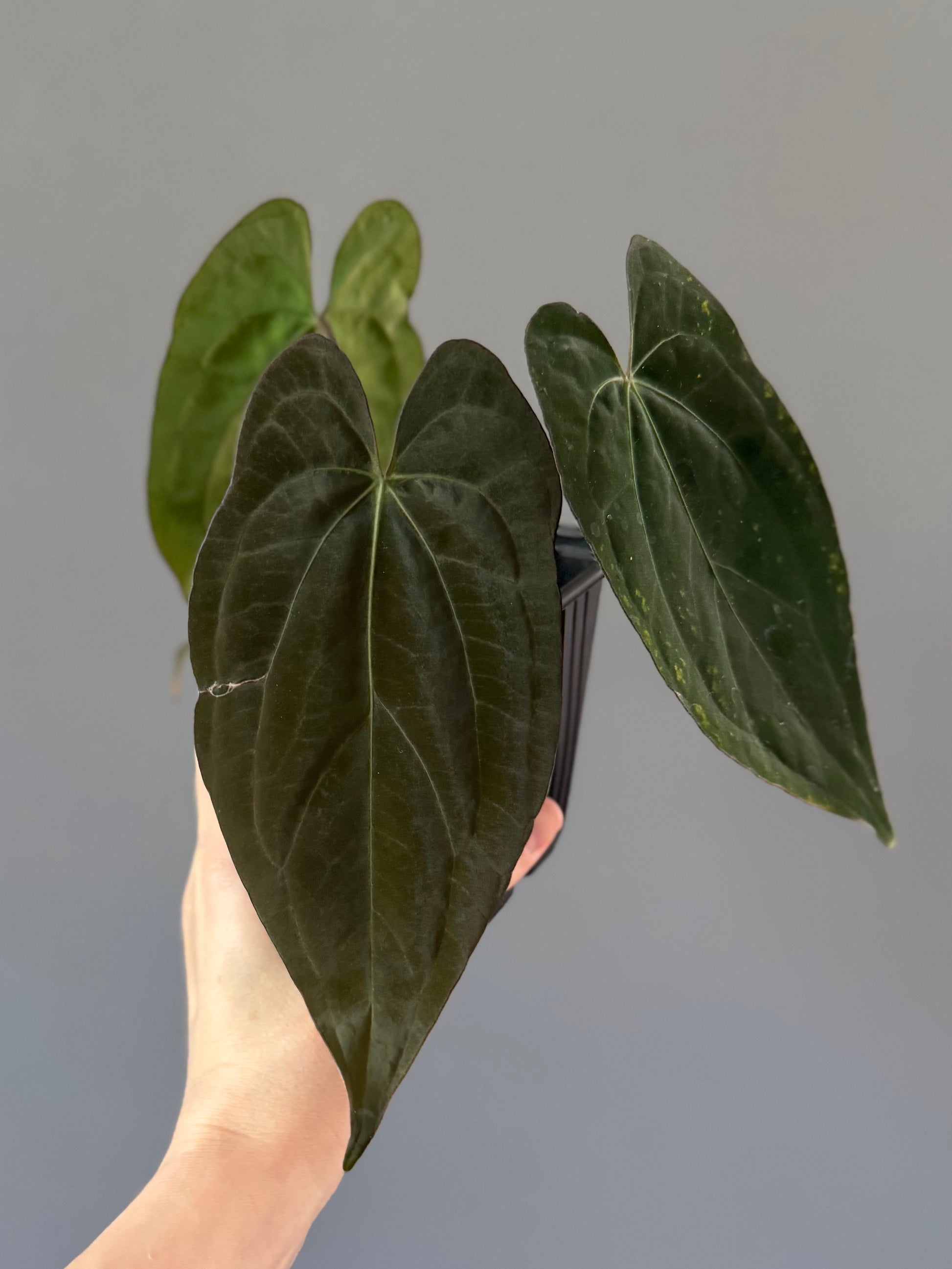 Anthurium (RG dressleri x carlablackiae ‘Amanda’) x RVDP (by variegated_stringray)