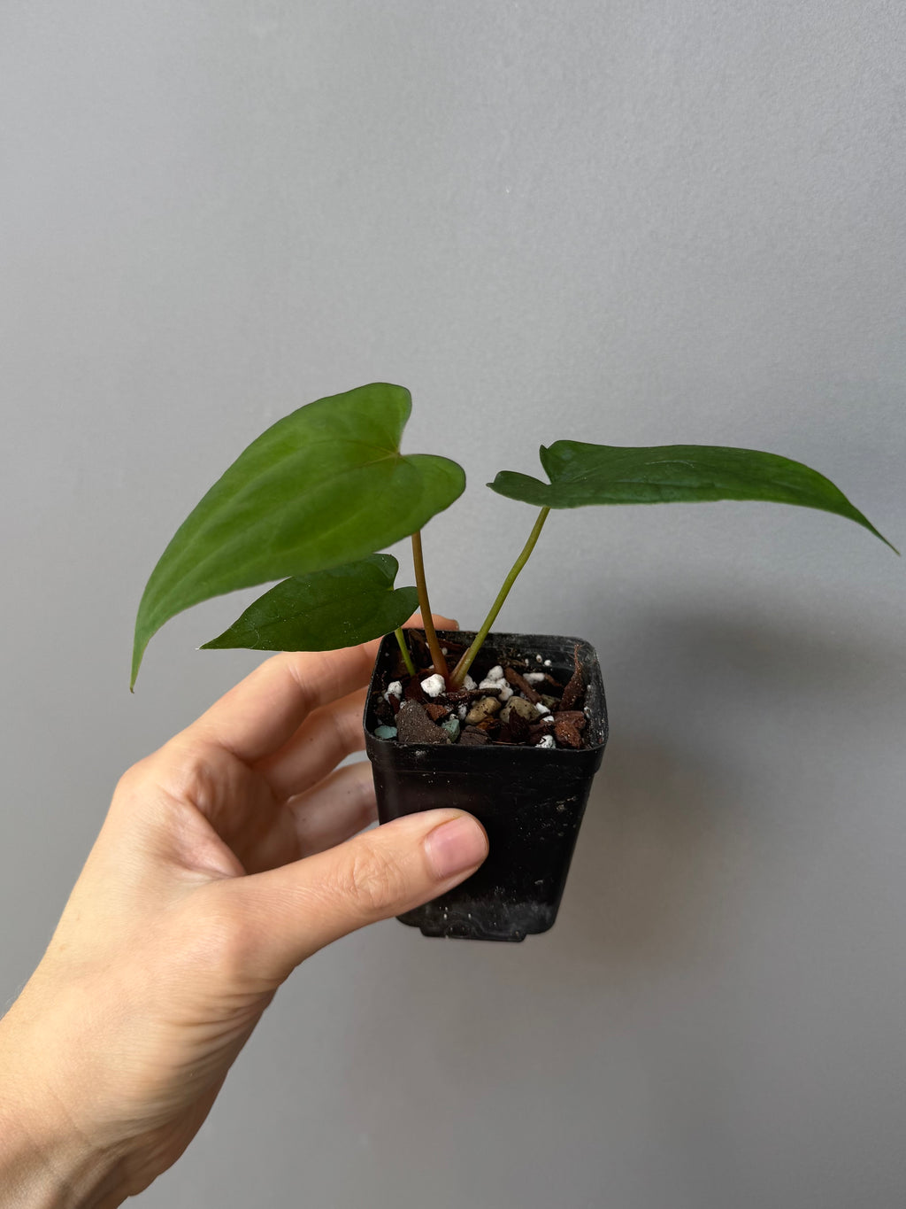 Anthurium ((Ralph Lynam x Fort Sherman) x Carla) X RVDP (greenfelicities)