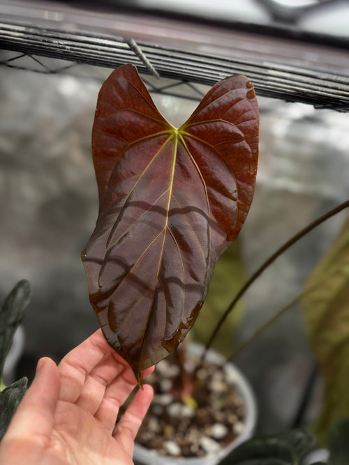 Anthurium ((BVEP x Portillae Dorito) x (Dark Phoenix x Goliath)) x (Fort Sherman x RVDP) - germinated seeds