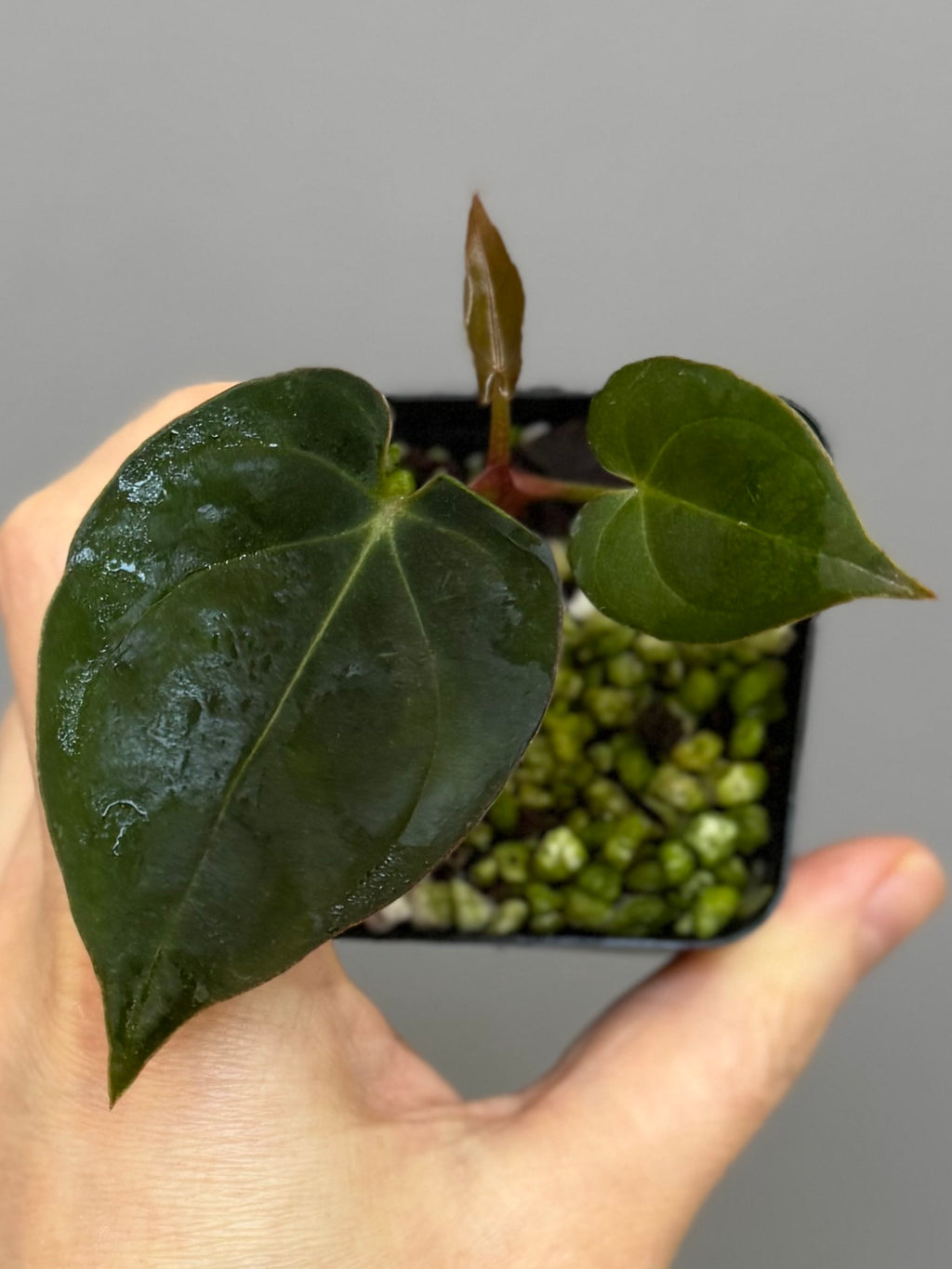 Anthurium Dorayaki x NSE dressleri (Boram / green.hues_)