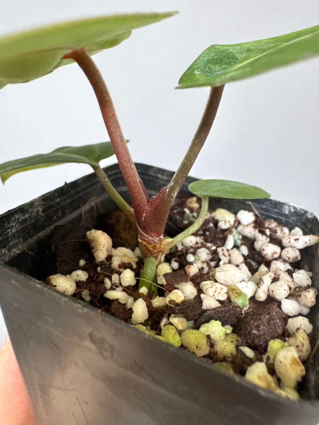 Anthurium (ZxM) x  (NSE Red Crystallinum x Carlablackiae)