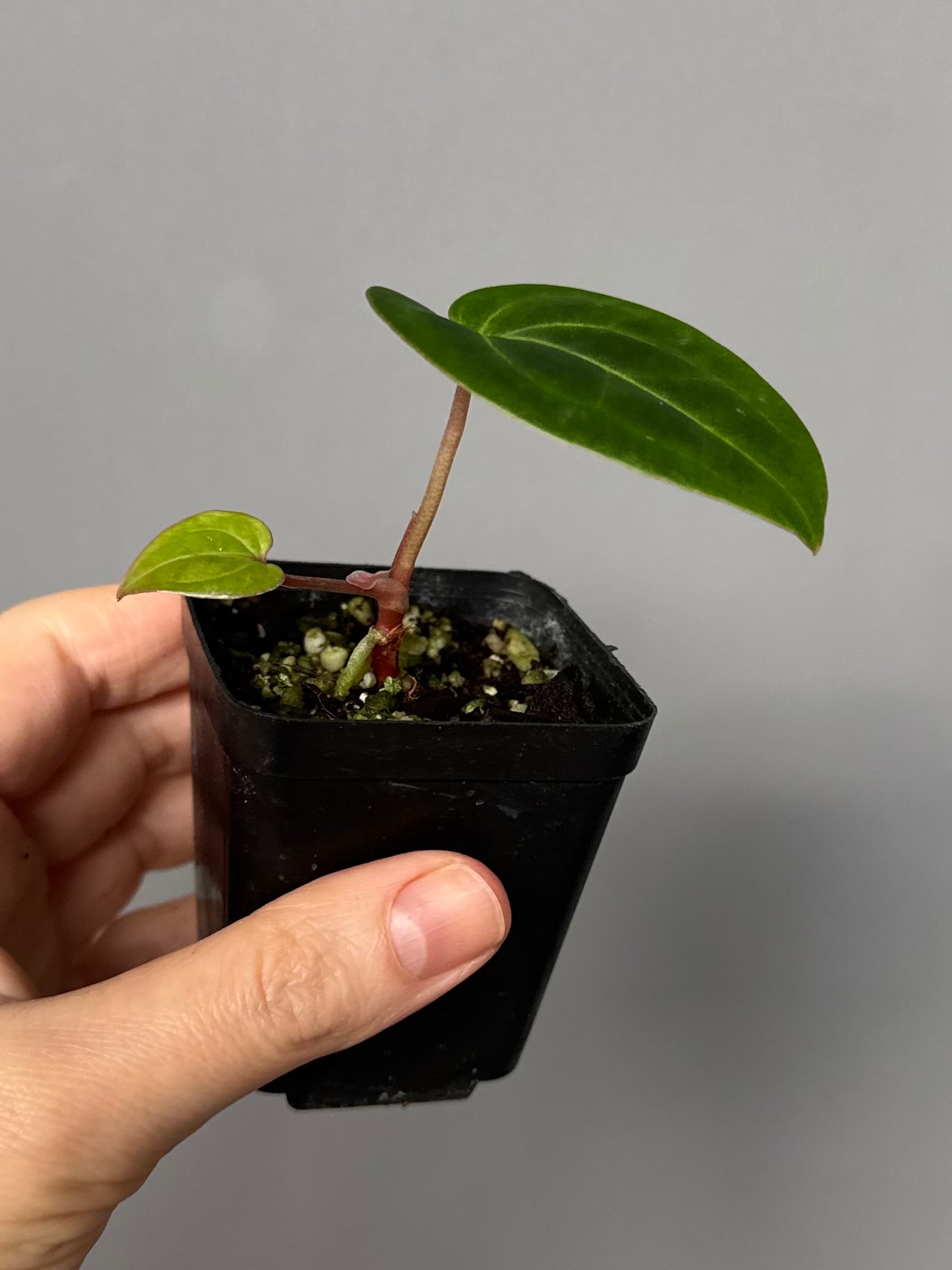 Anthurium Besseae aff.