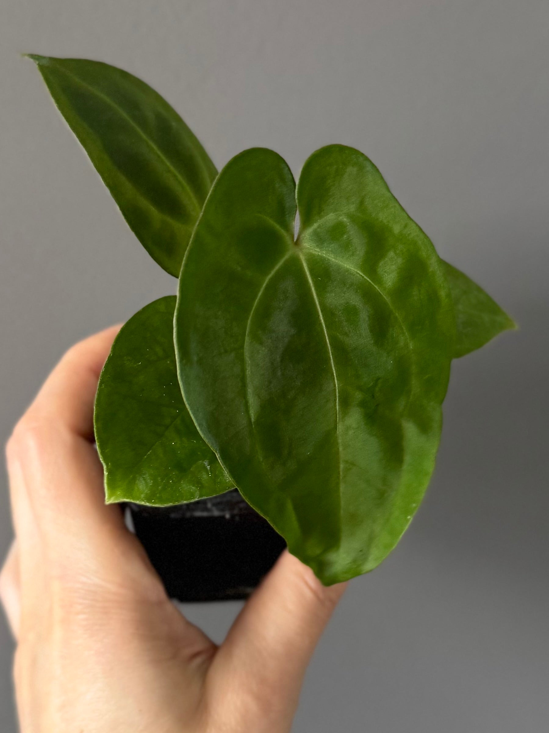 Anthurium Besseae aff. x Papillilaminum