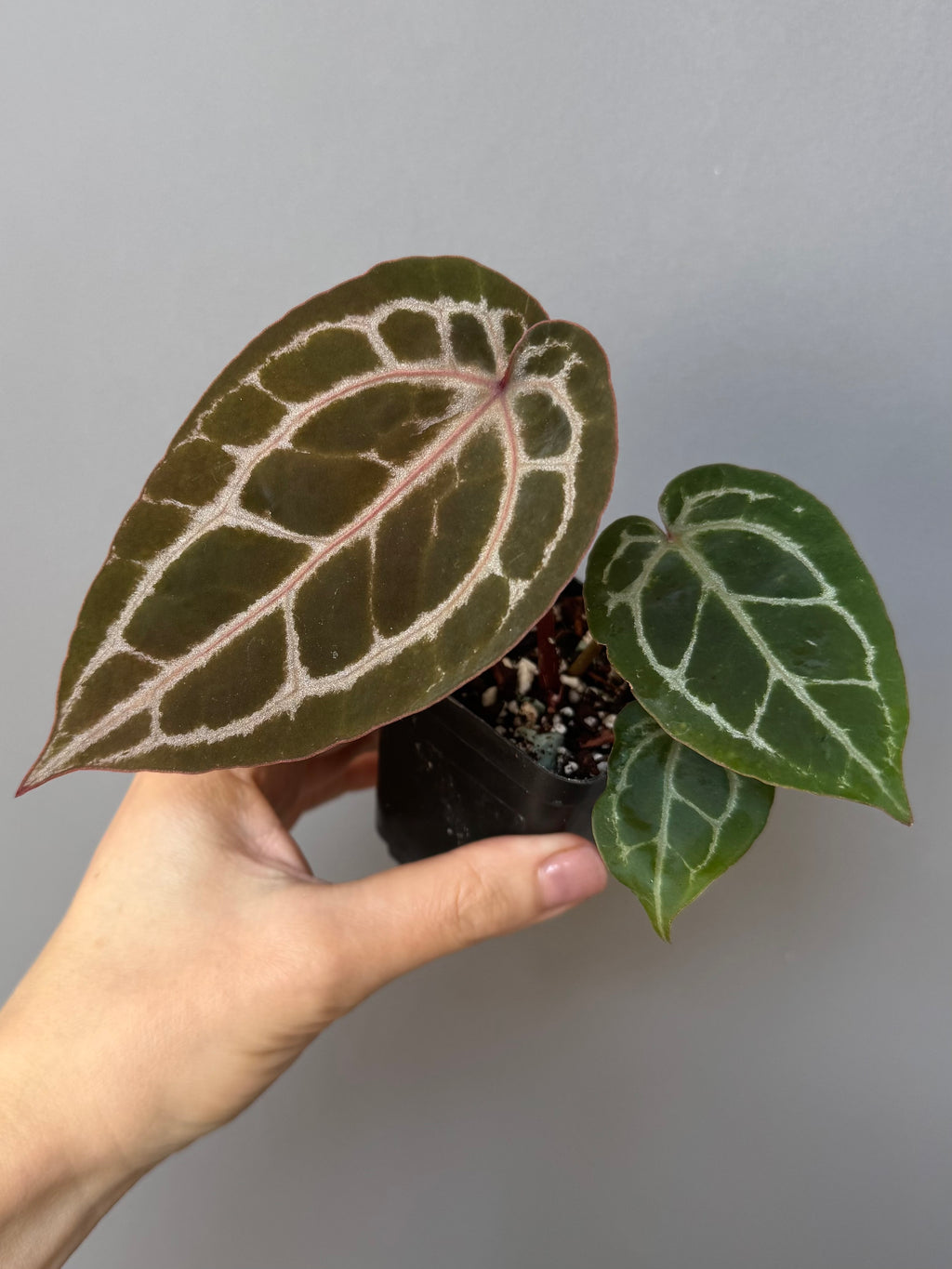 Anthurium ZxM x Michelle