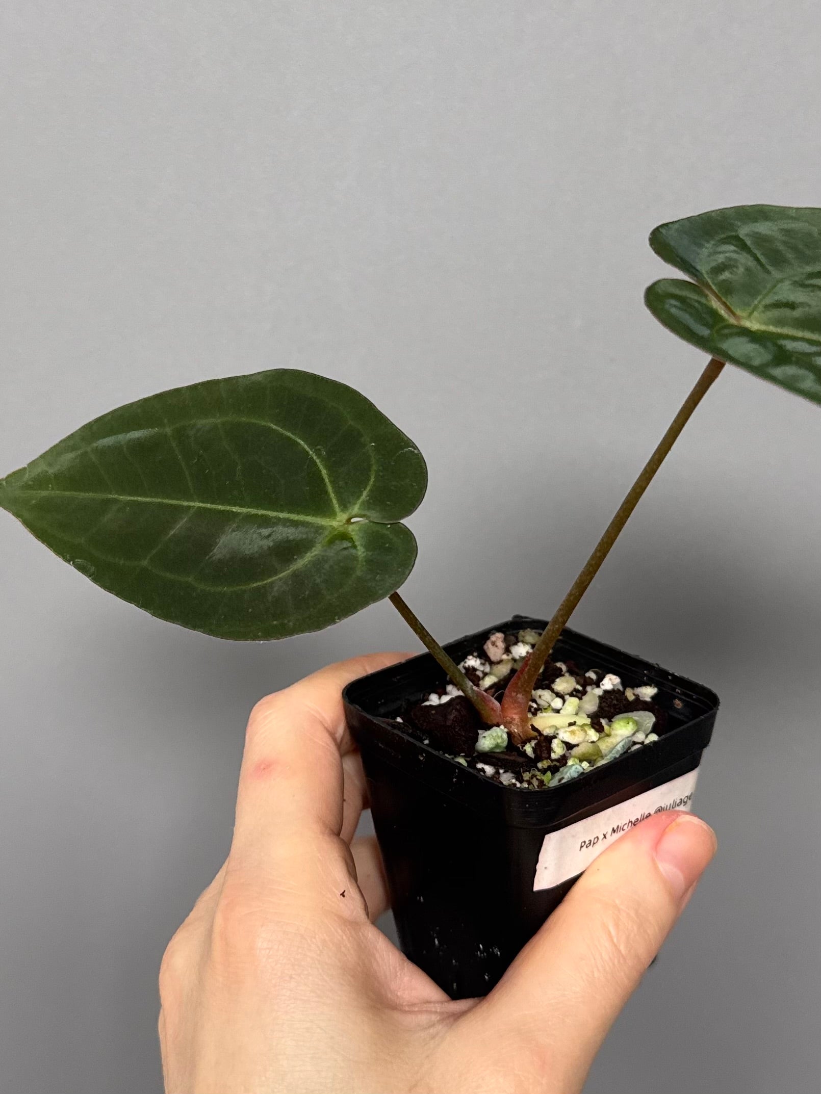 Anthurium papillilaminum x Michelle