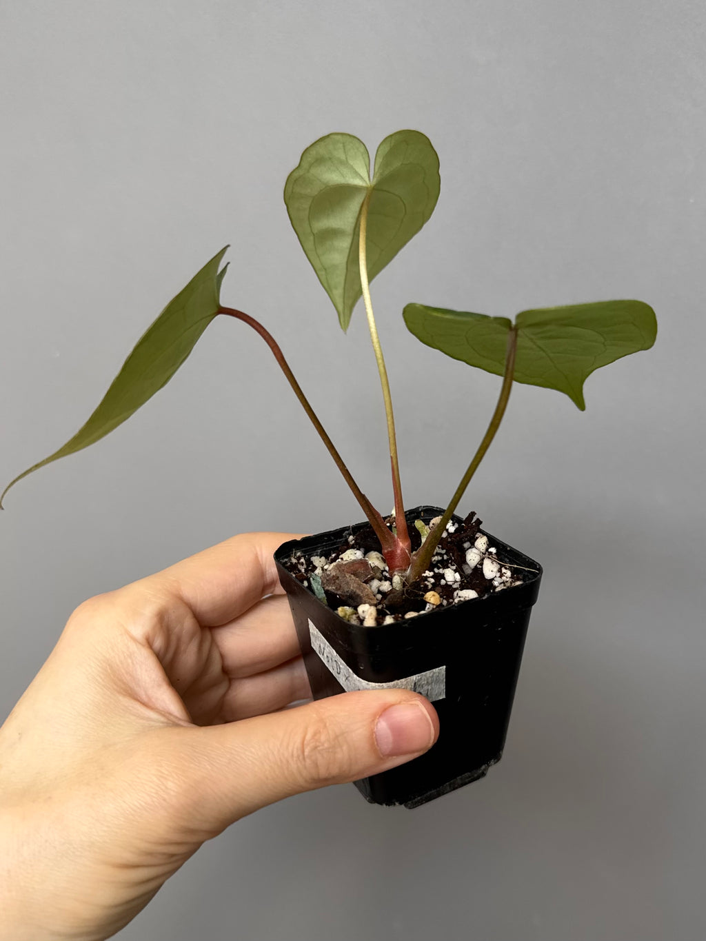 Anthurium NoID x (AOS x forgetii)