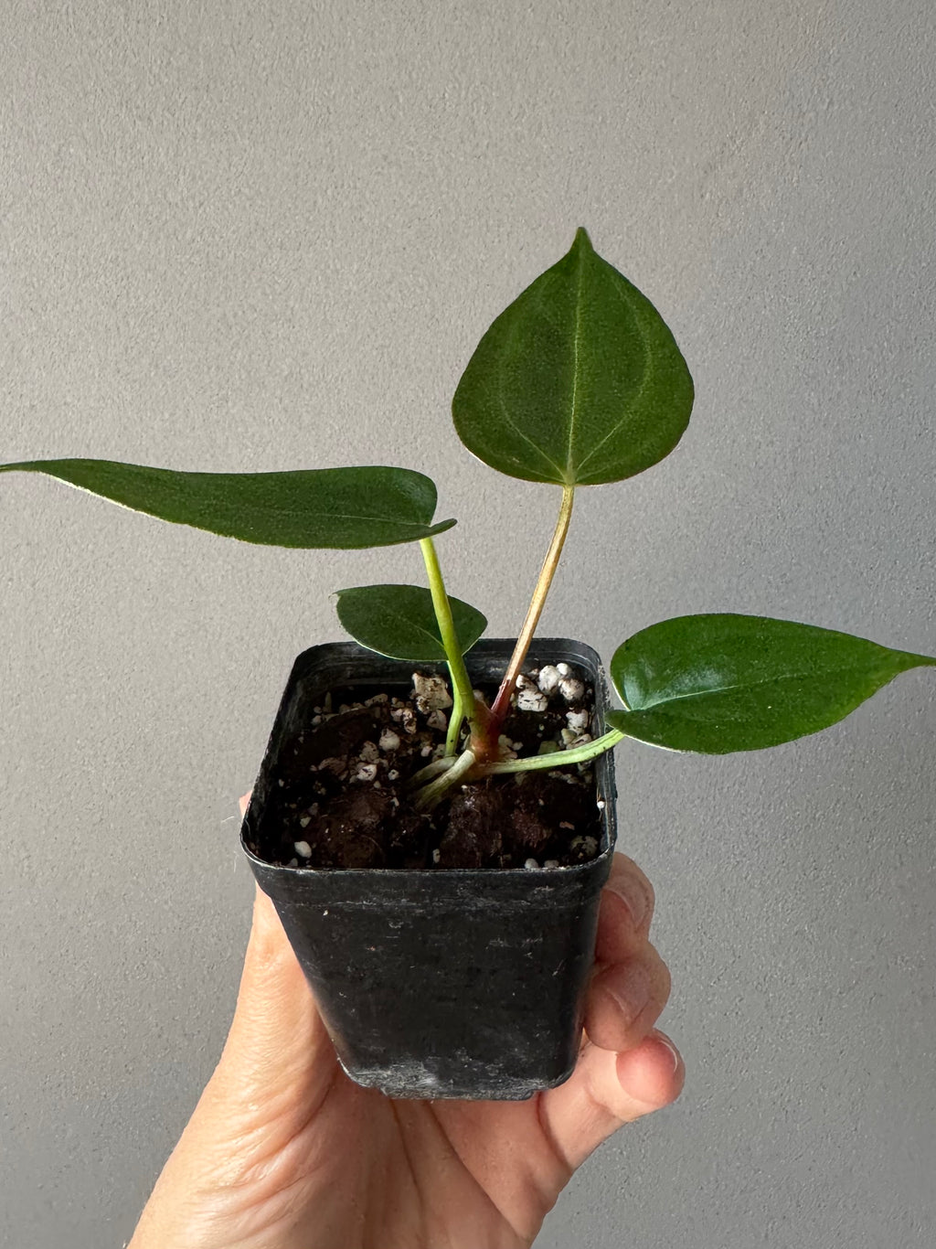 Anthurium PapillilaminumX x (KOS x Silver Blush)
