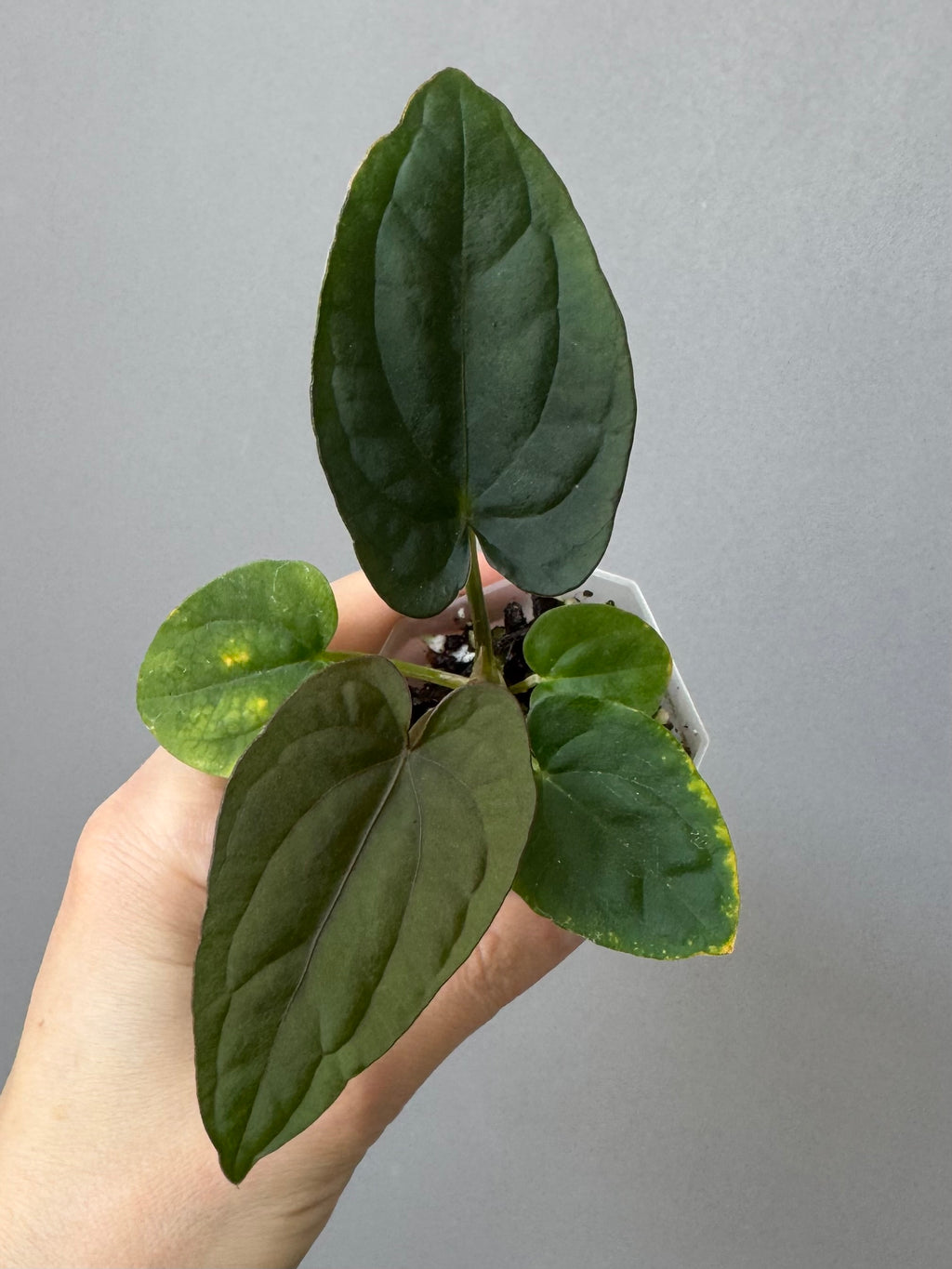 Anthurium Dressleri (F2 dark x black select) x F1B (Grant)