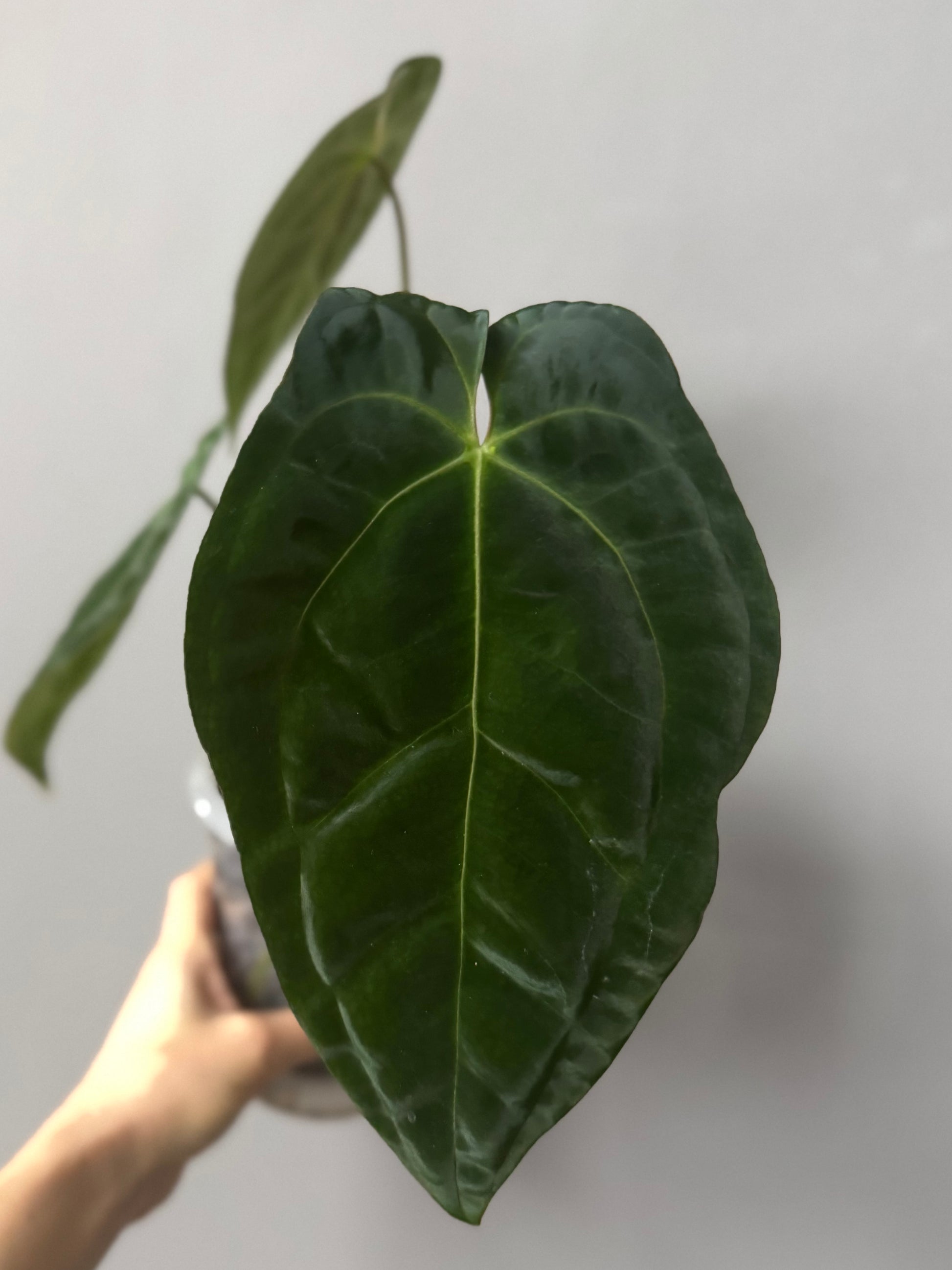Anthurium papillilaminum x besseae aff.