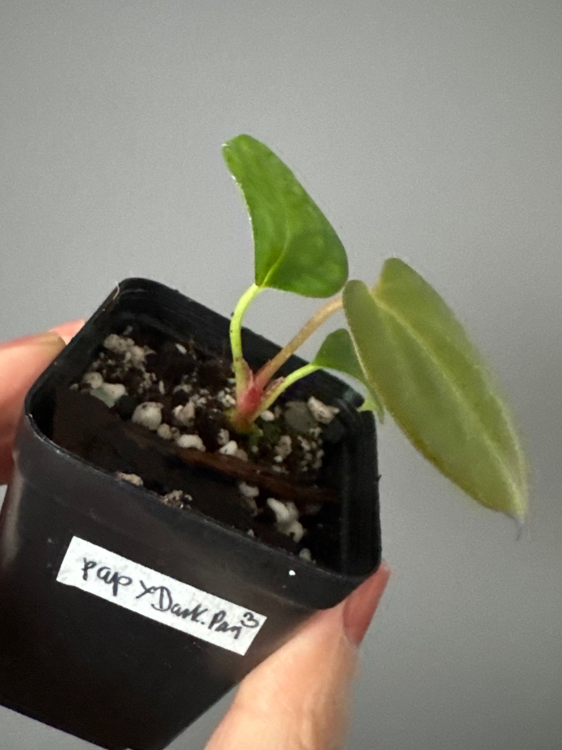 Anthurium papillilaminum x Darkest Panama (#3)