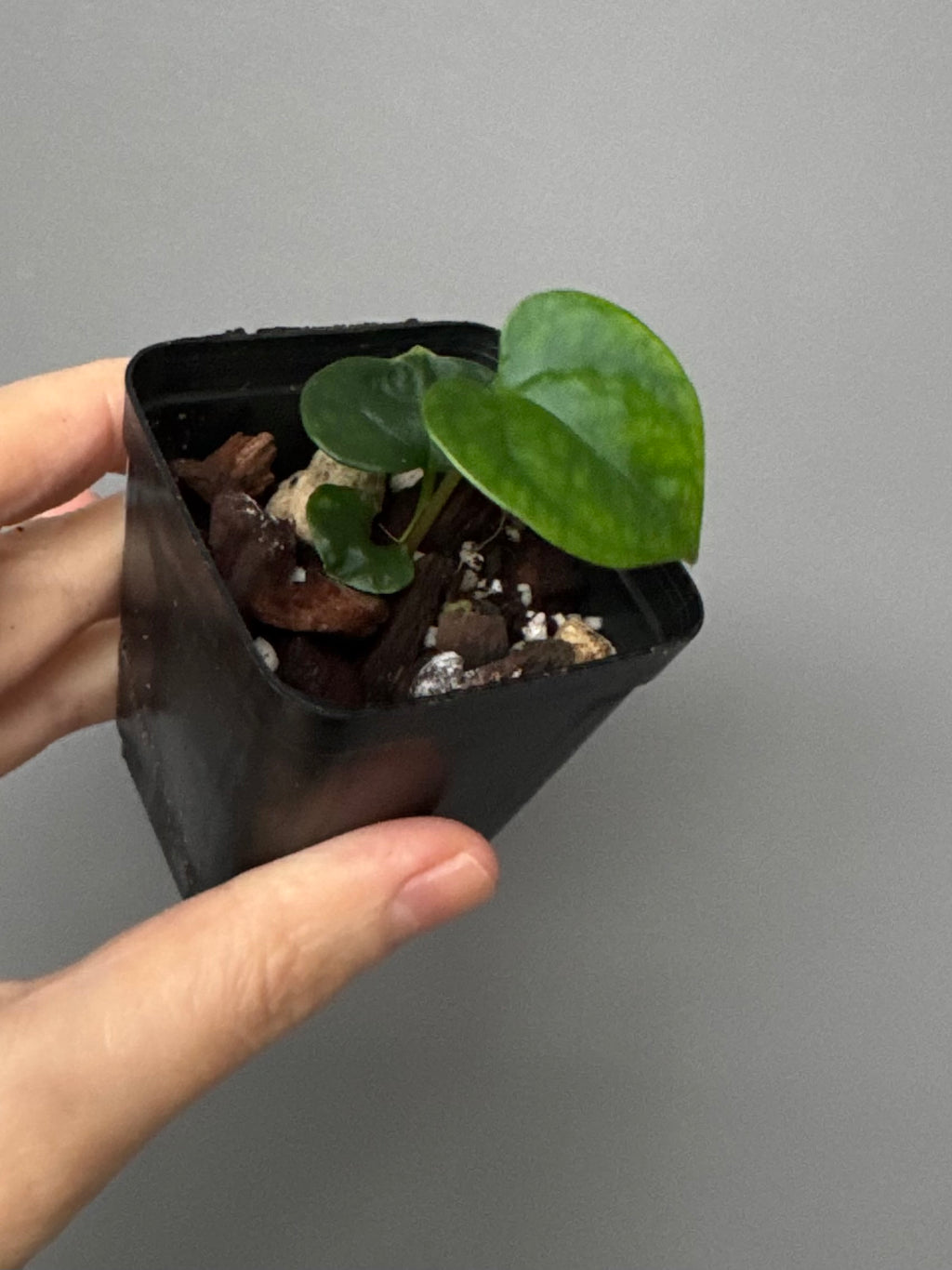 Anthurium Papillilaminum round x Darkest Panama