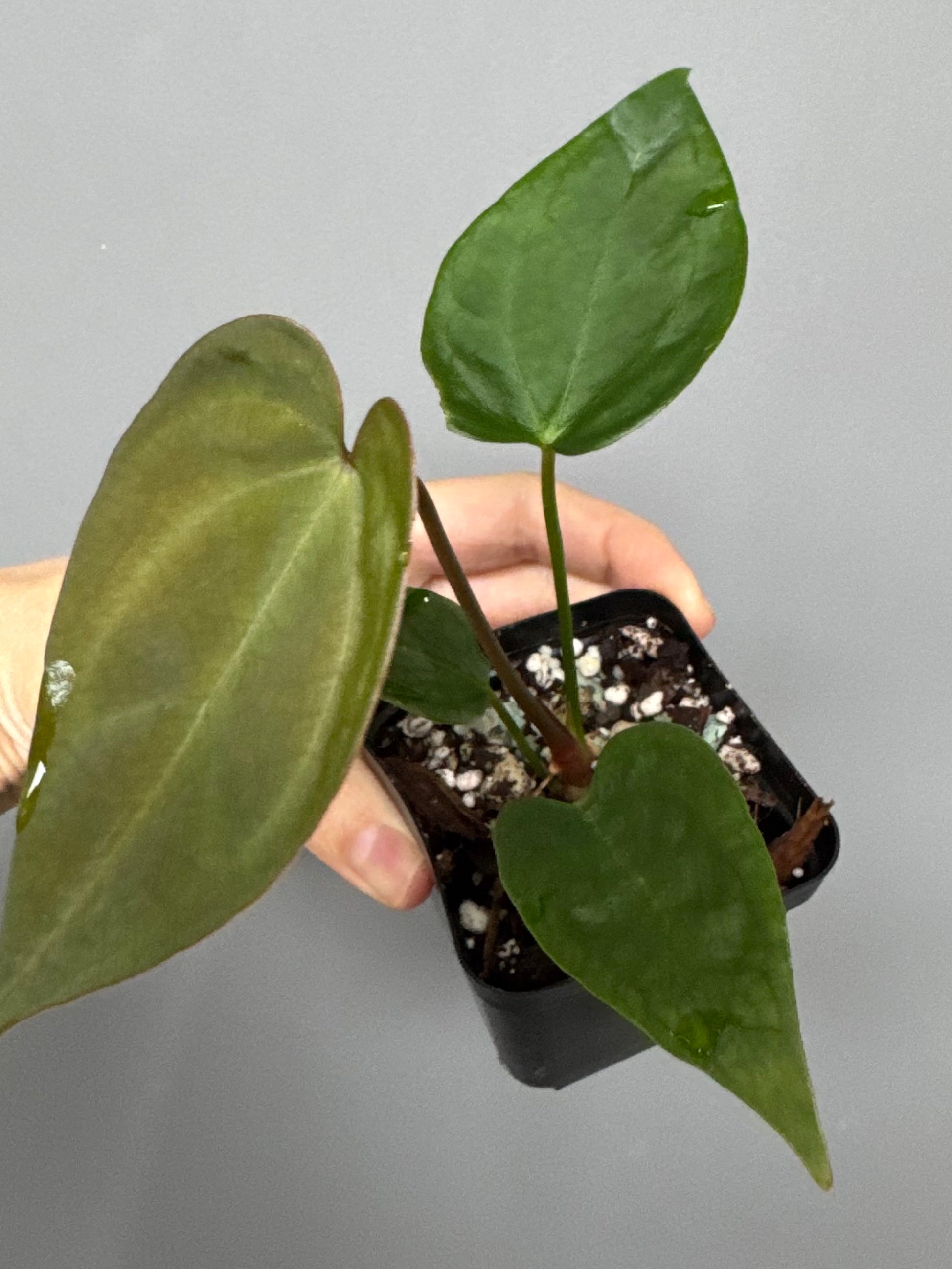 Anthurium (Indo Port x KOS) x (KOS x forgetii)
