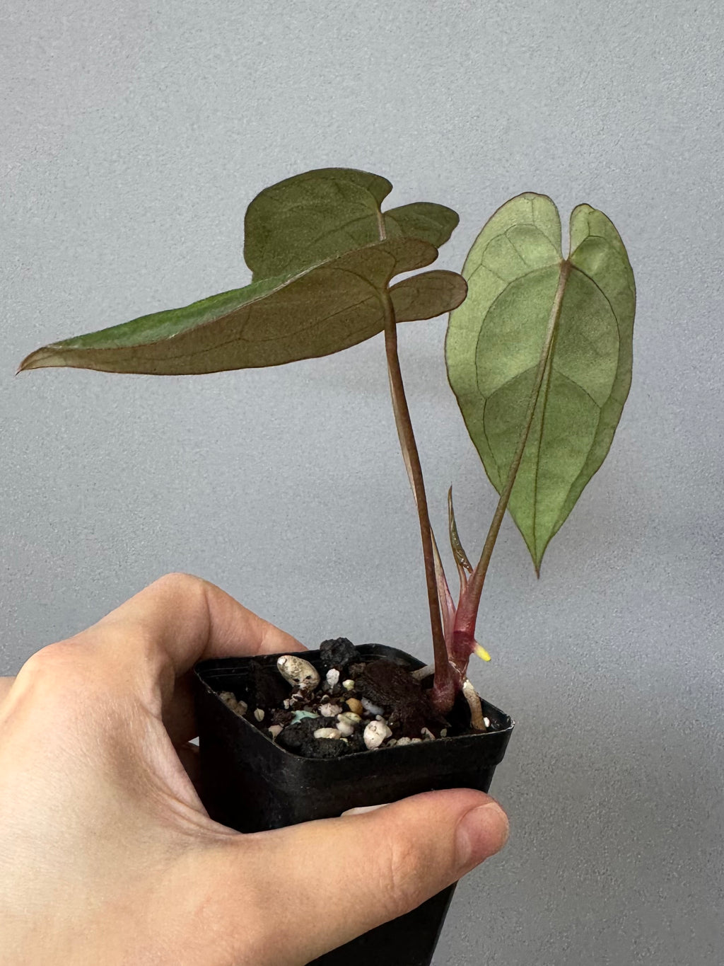 Anthurium crystallinum x papillilaminum