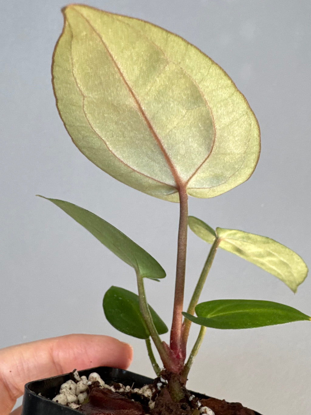 Anthurium (ZxM) x (NSE Red Crystallinum x Carlablackiae)